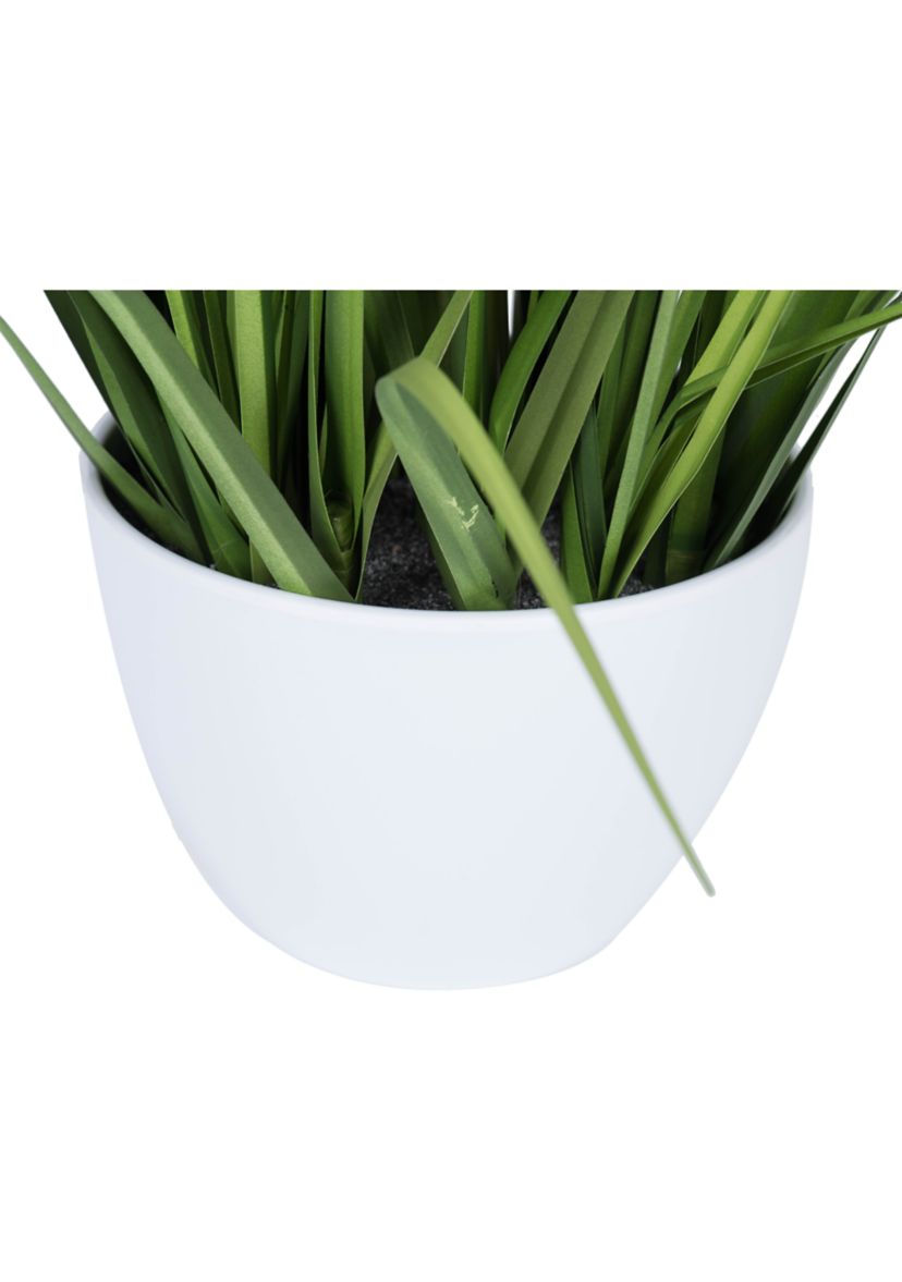 Green Potted Bamboo and Grass