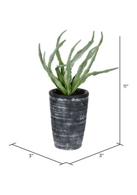 Vickerman Green Gray Potted Haworthia