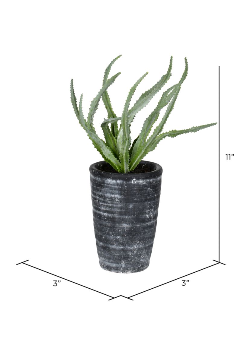 Green Gray Potted Haworthia