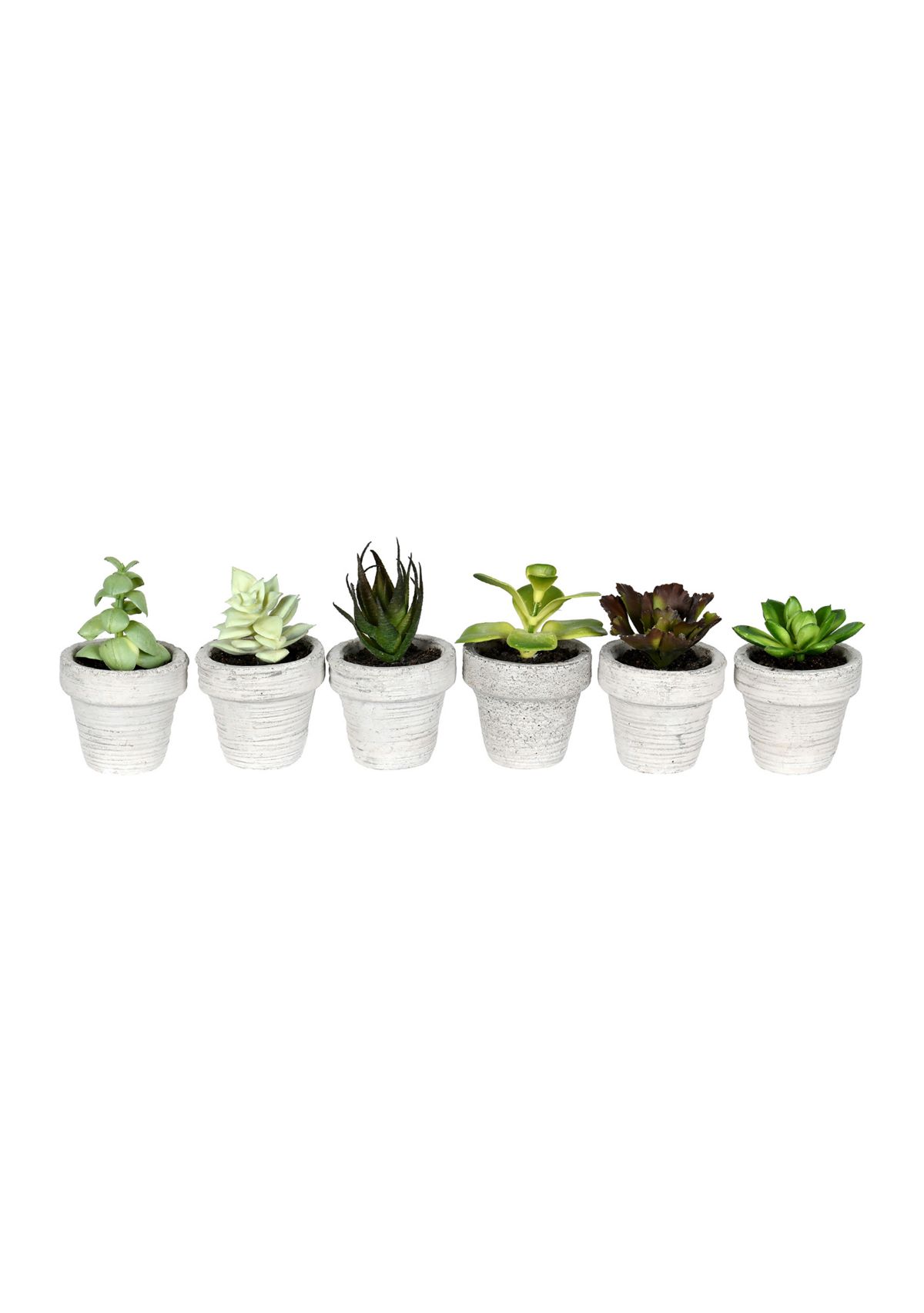 Assorted Potted Succulents - Set of 6