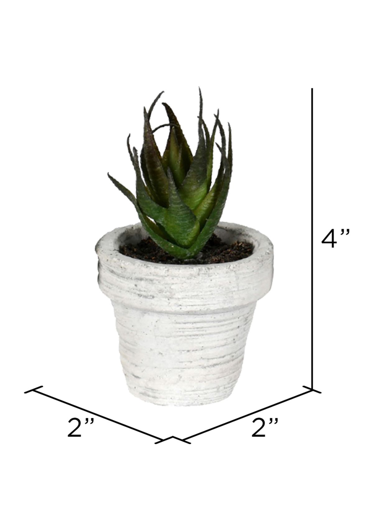 Assorted Potted Succulents - Set of 6