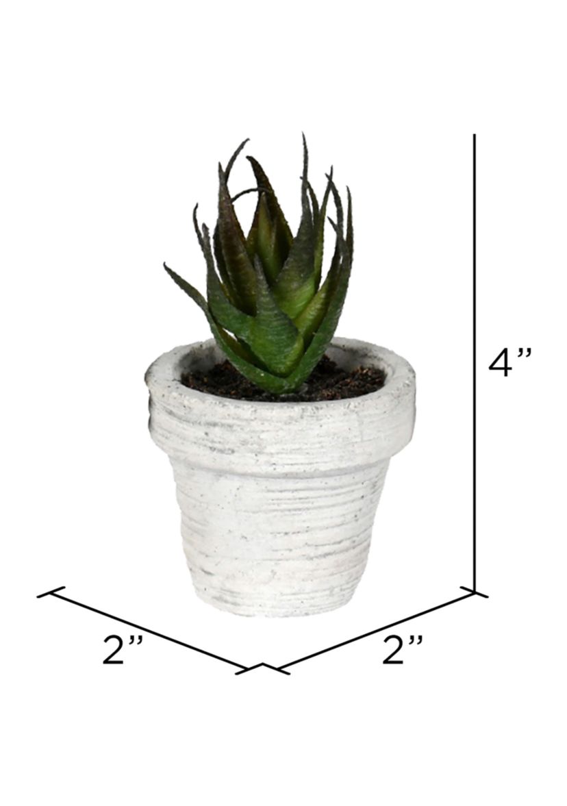 Assorted Potted Succulents - Set of 6
