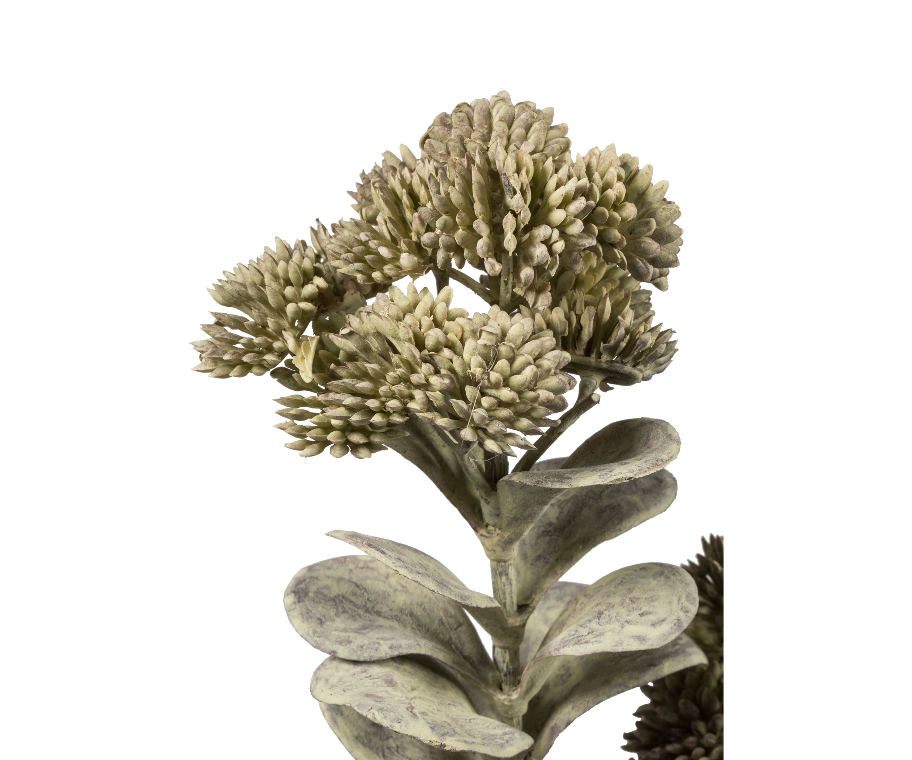 Dark Green Sedum Spray