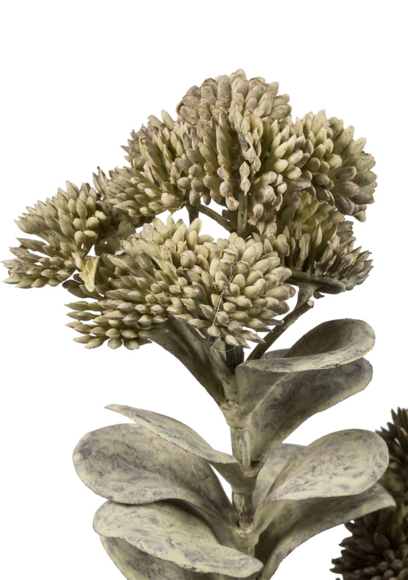Dark Green Sedum Spray