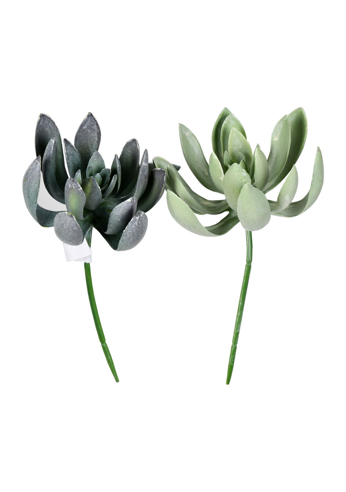 Green Echeveria Spray