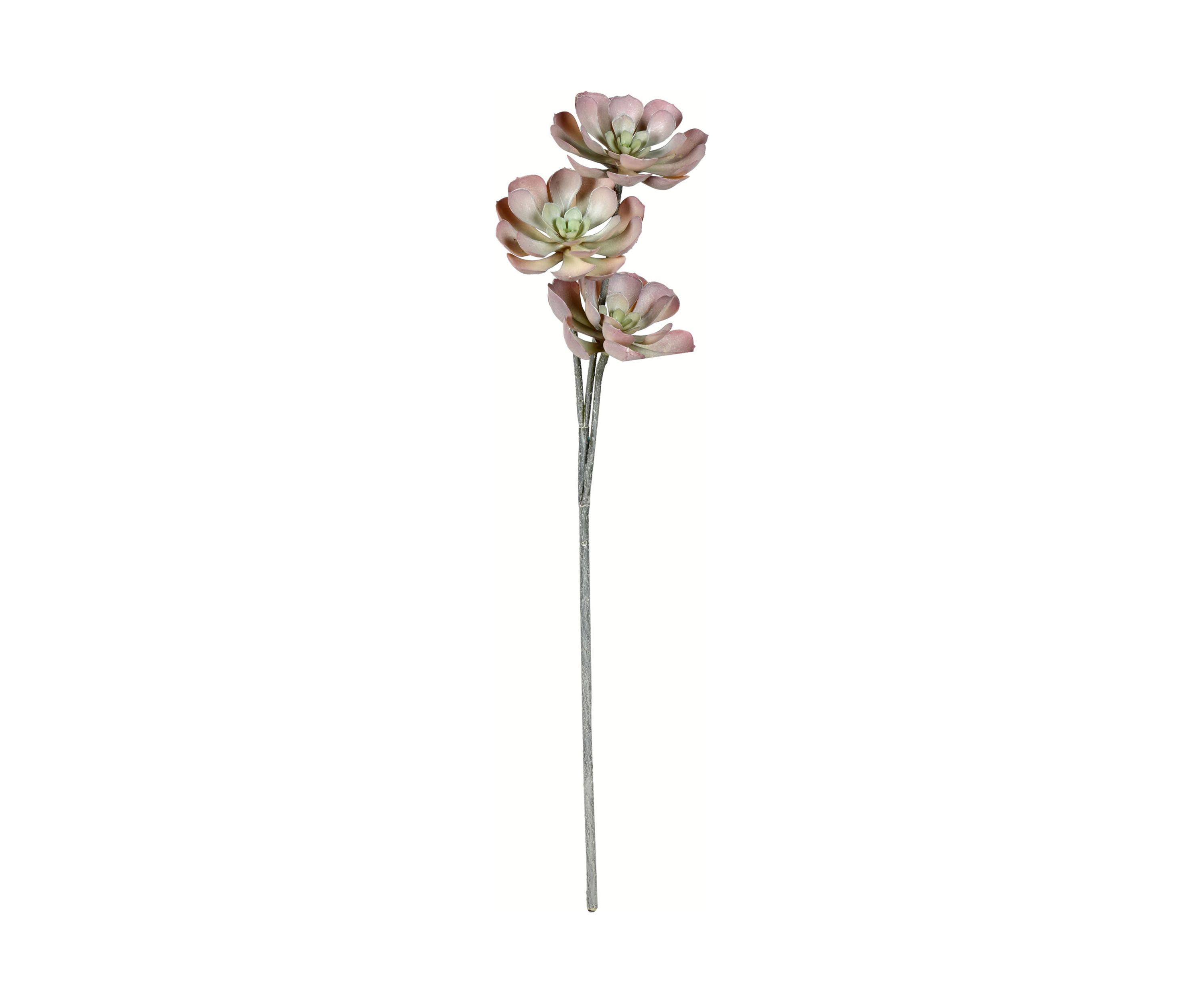Brown Peperomia Succulent