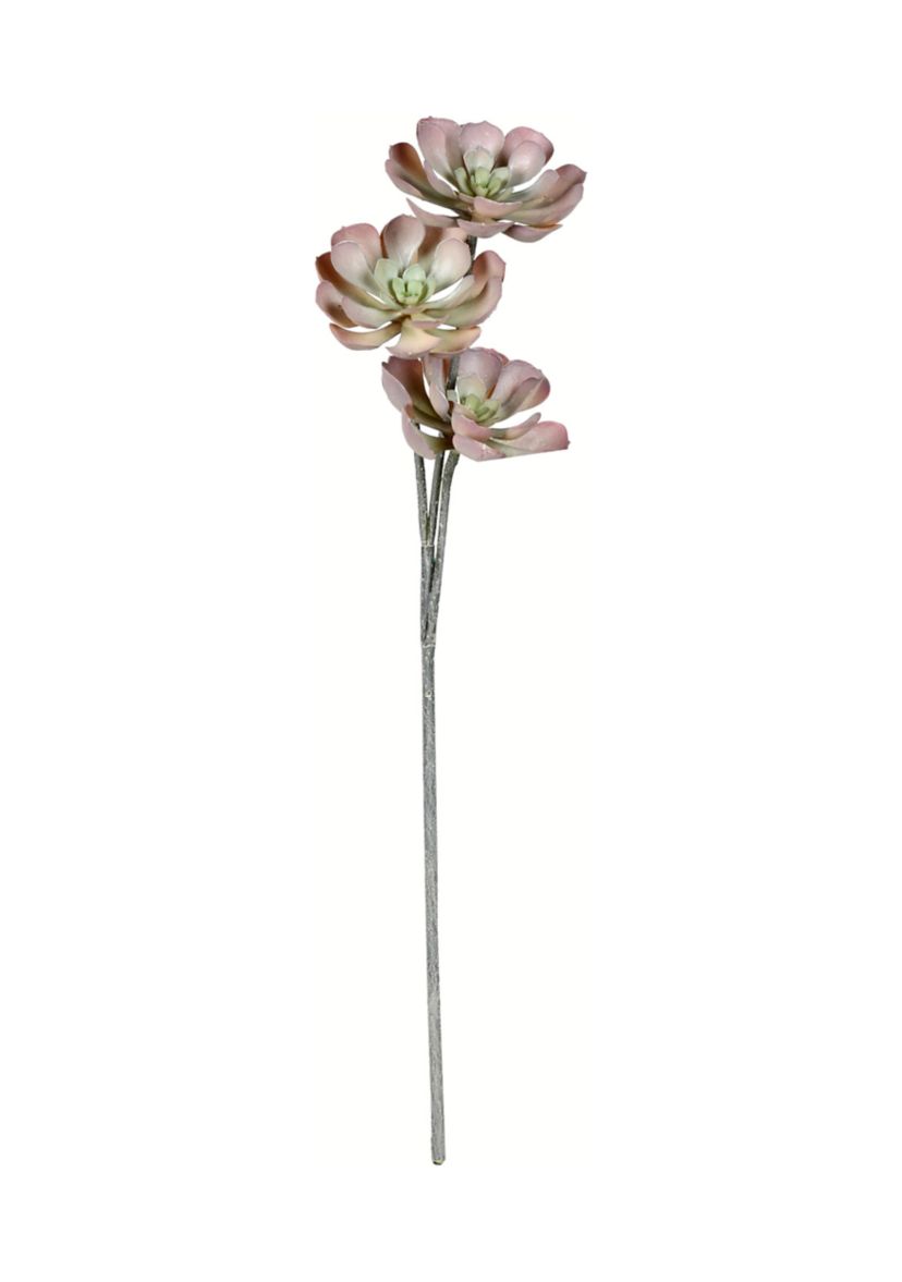 Brown Peperomia Succulent