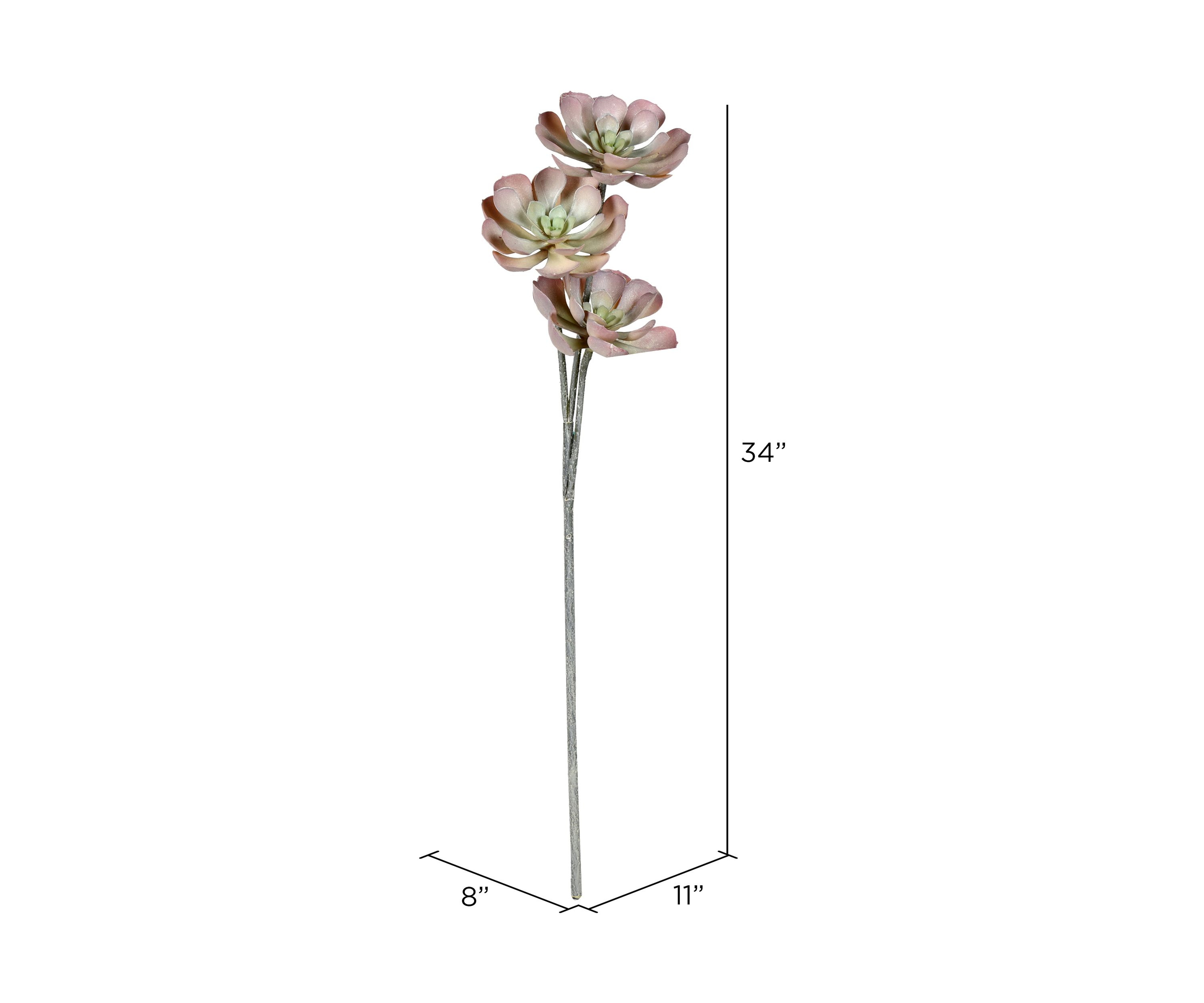 Brown Peperomia Succulent