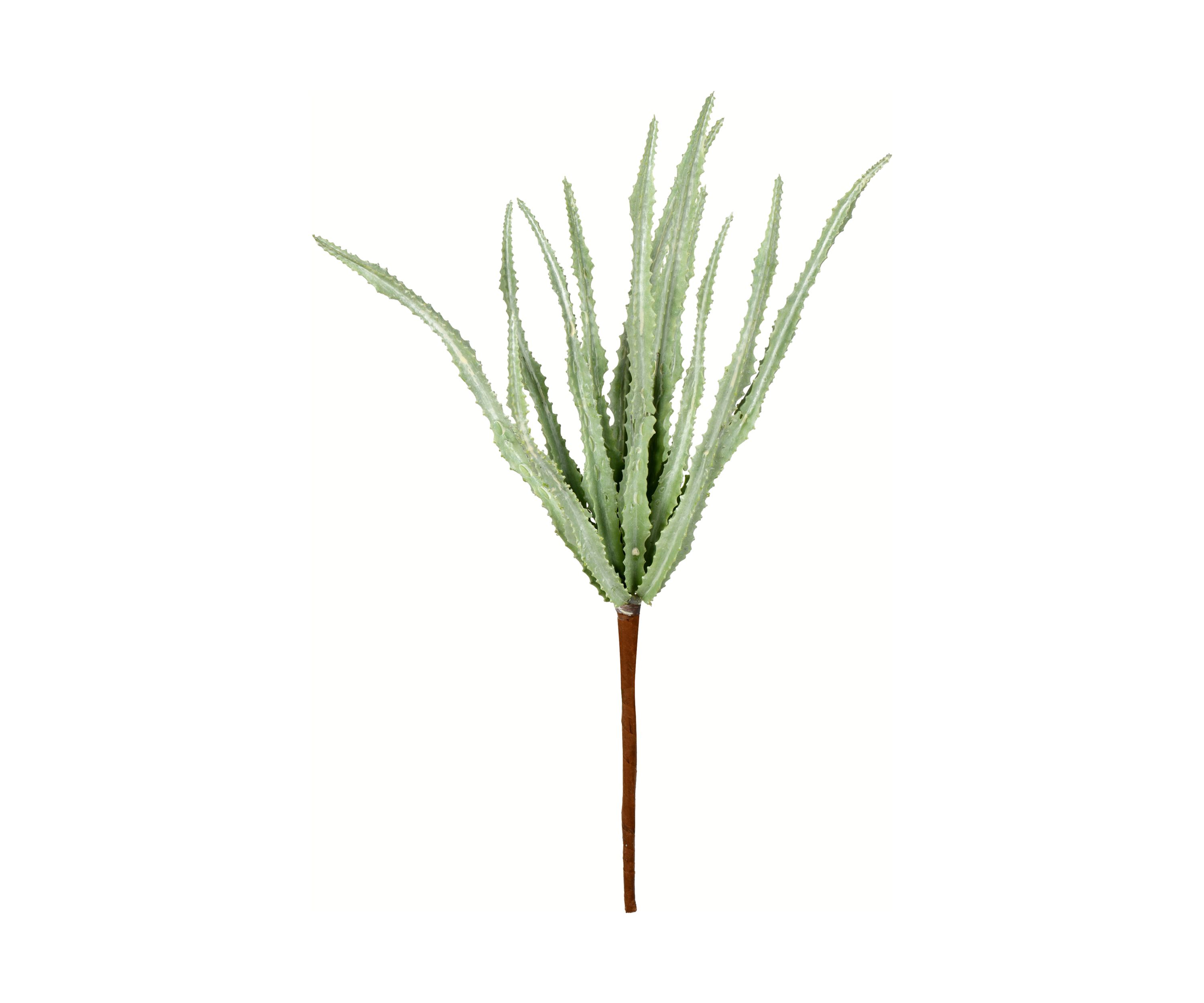 Mixed Green Haworthia Spray