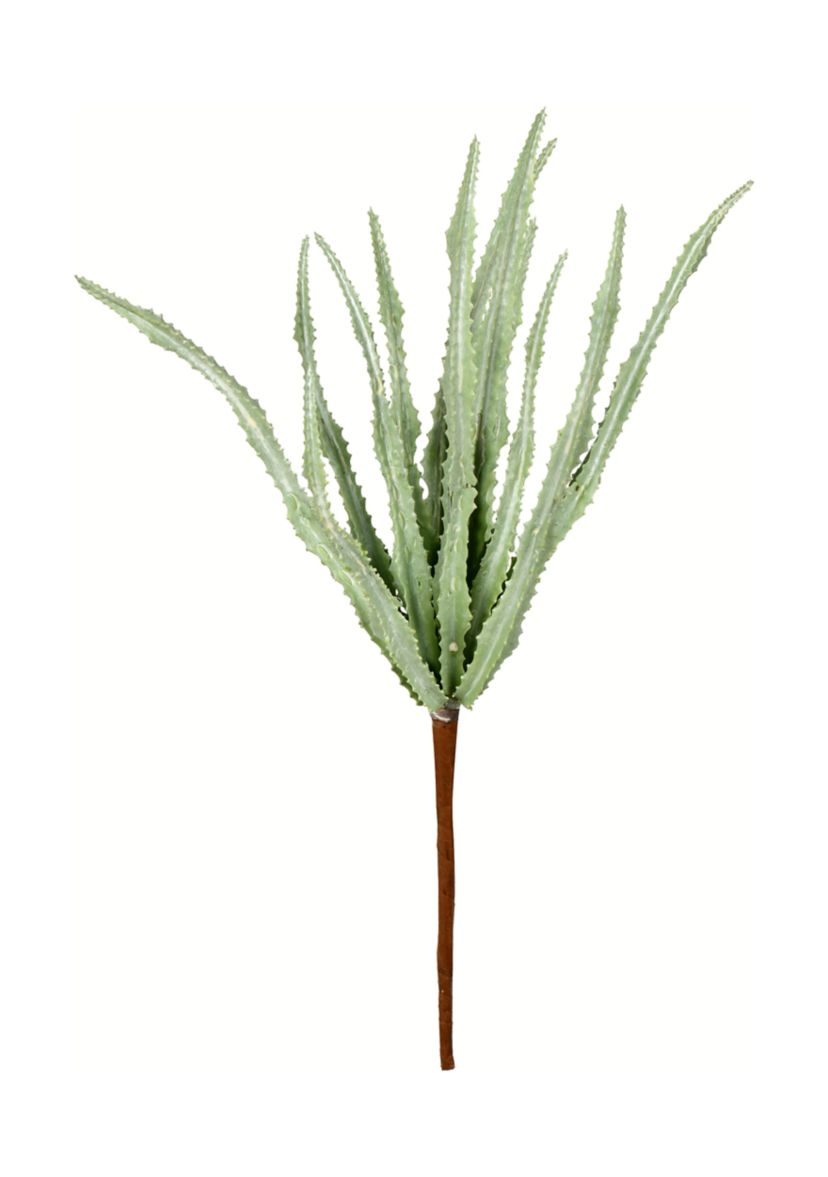 Mixed Green Haworthia Spray