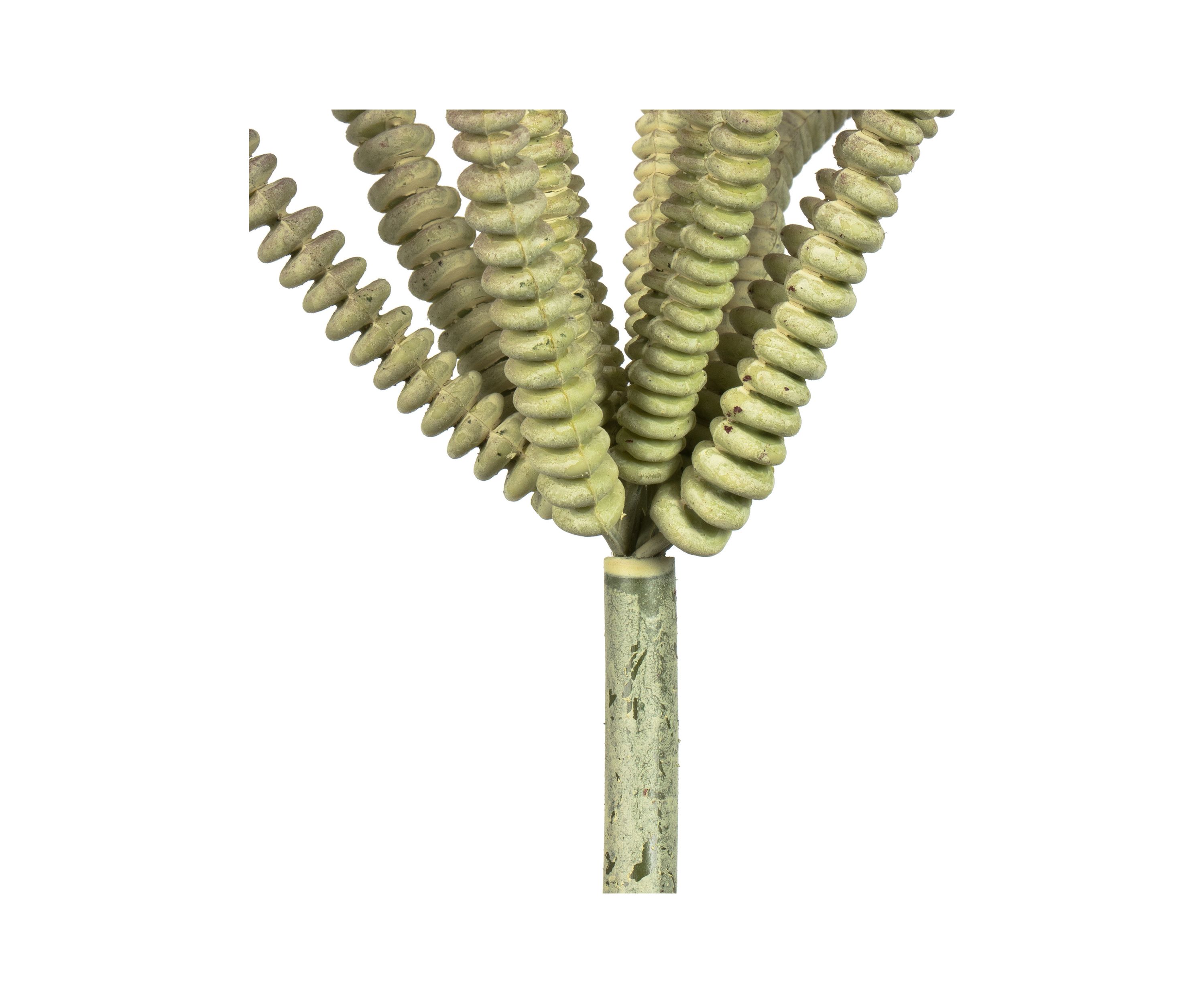 Mixed Green Haworthia Spray