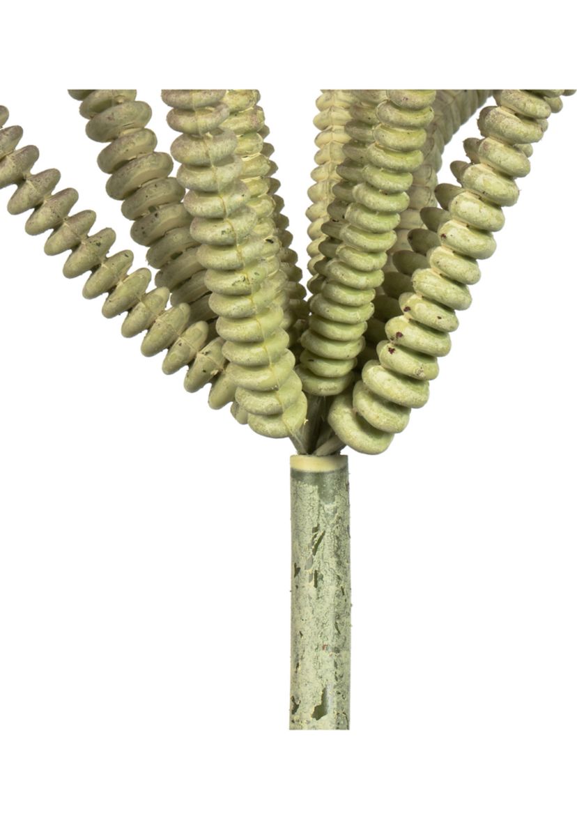 Mixed Green Haworthia Spray