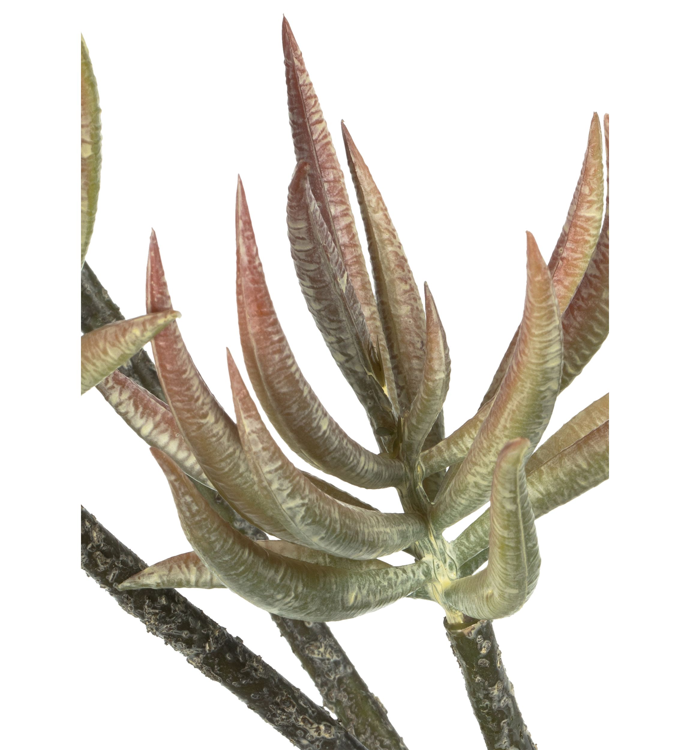 Mixed Green Aloe Spray