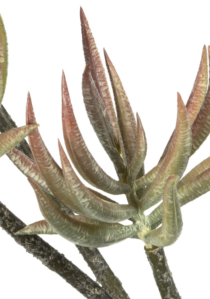 Mixed Green Aloe Spray