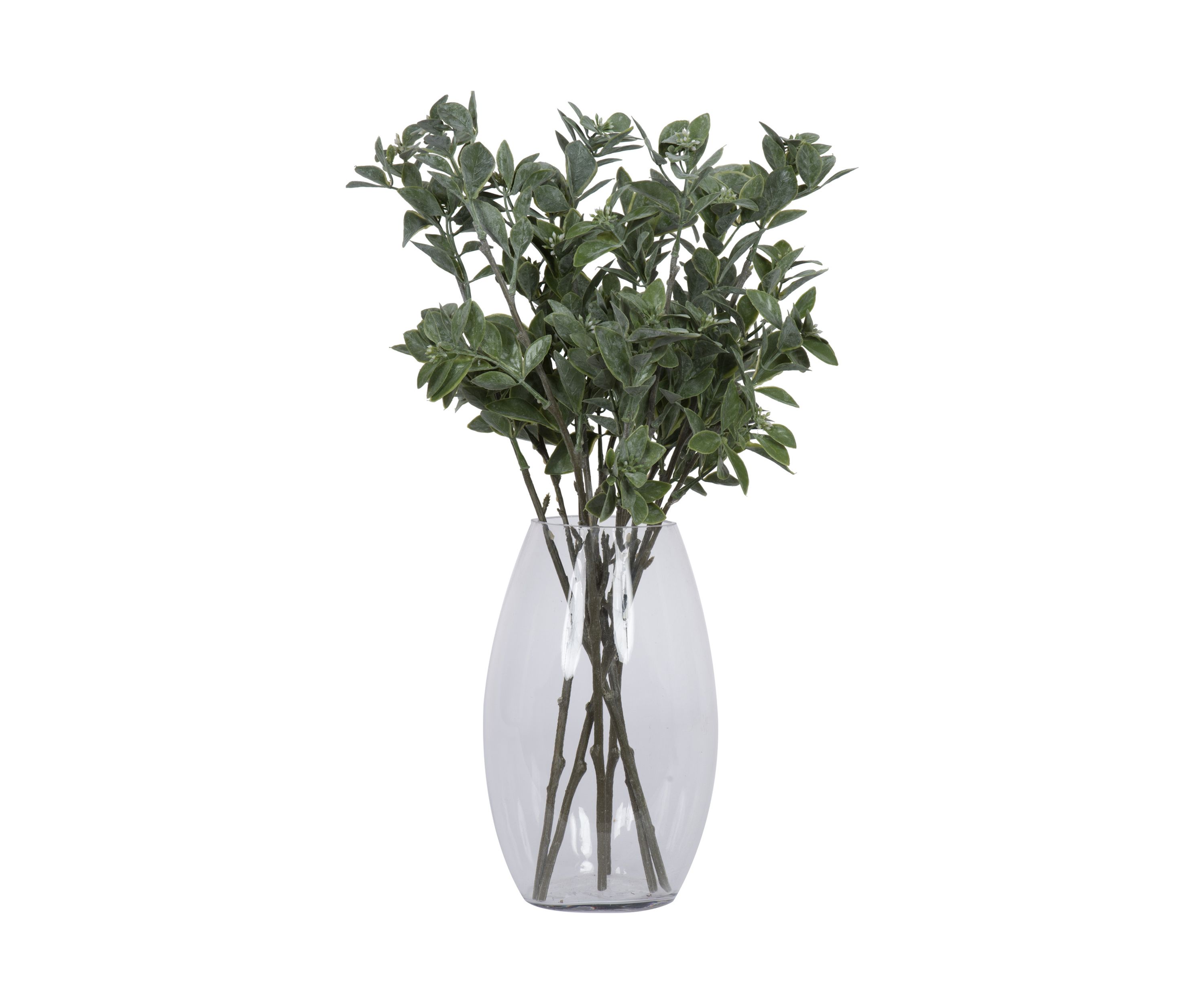 Green and White Aglaia Spray - Set of 6
