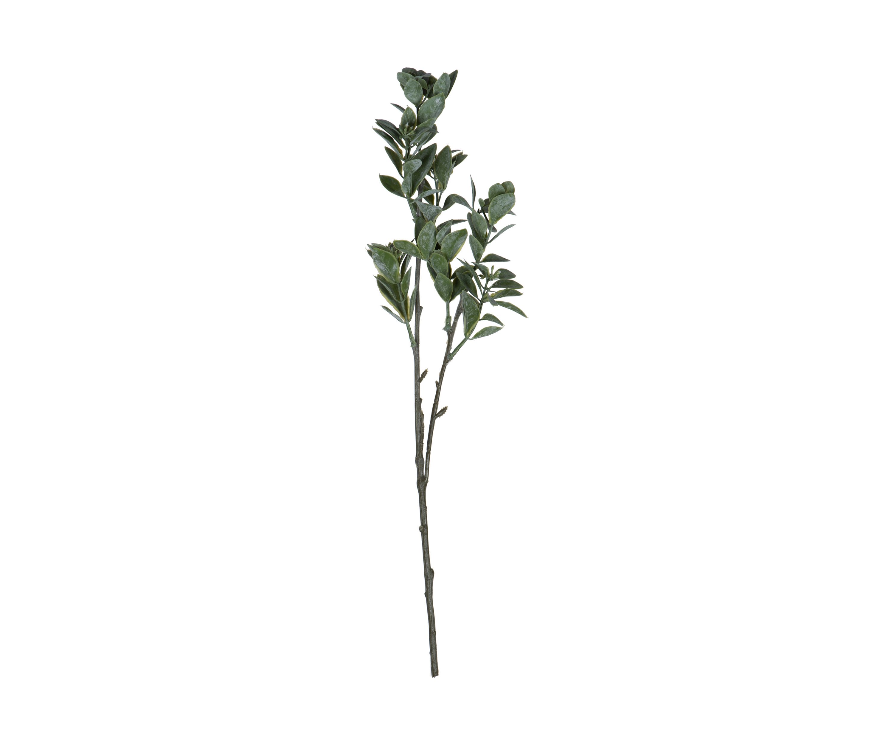 Green and White Aglaia Spray - Set of 6
