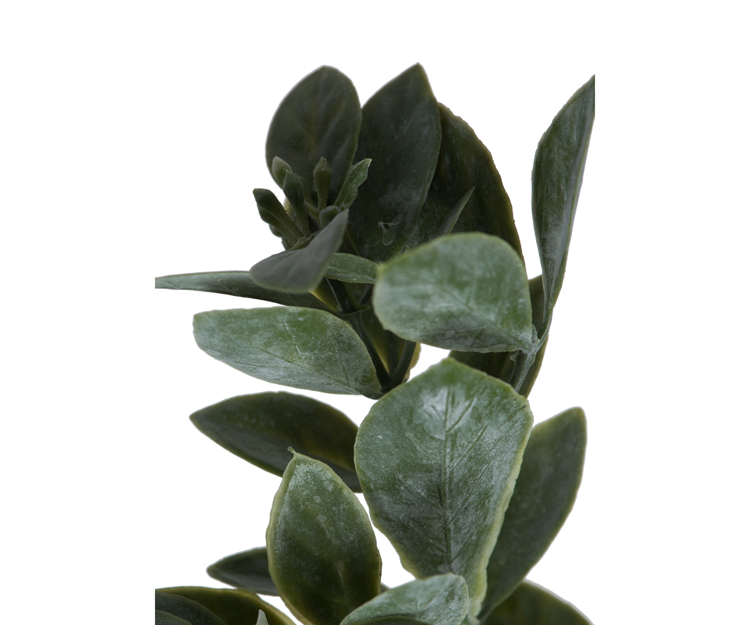 Green and White Aglaia Spray - Set of 6