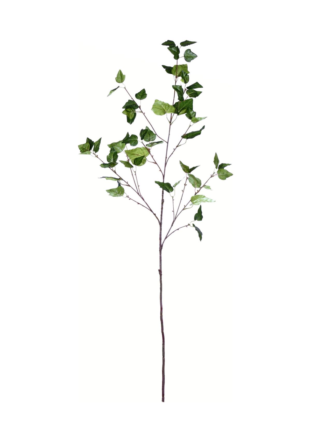 Green Ivy Spray