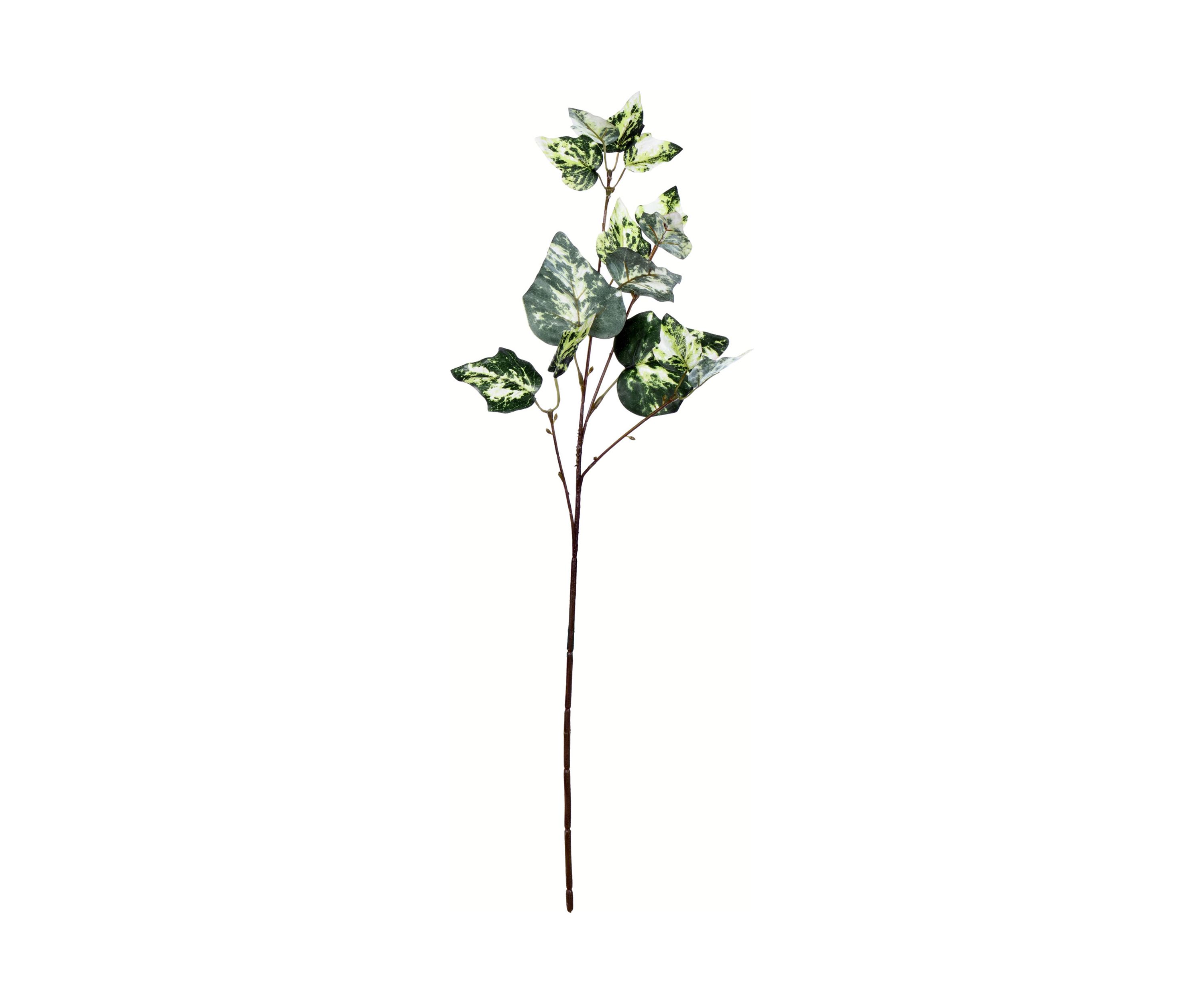 Green Variegated Ivy Spray