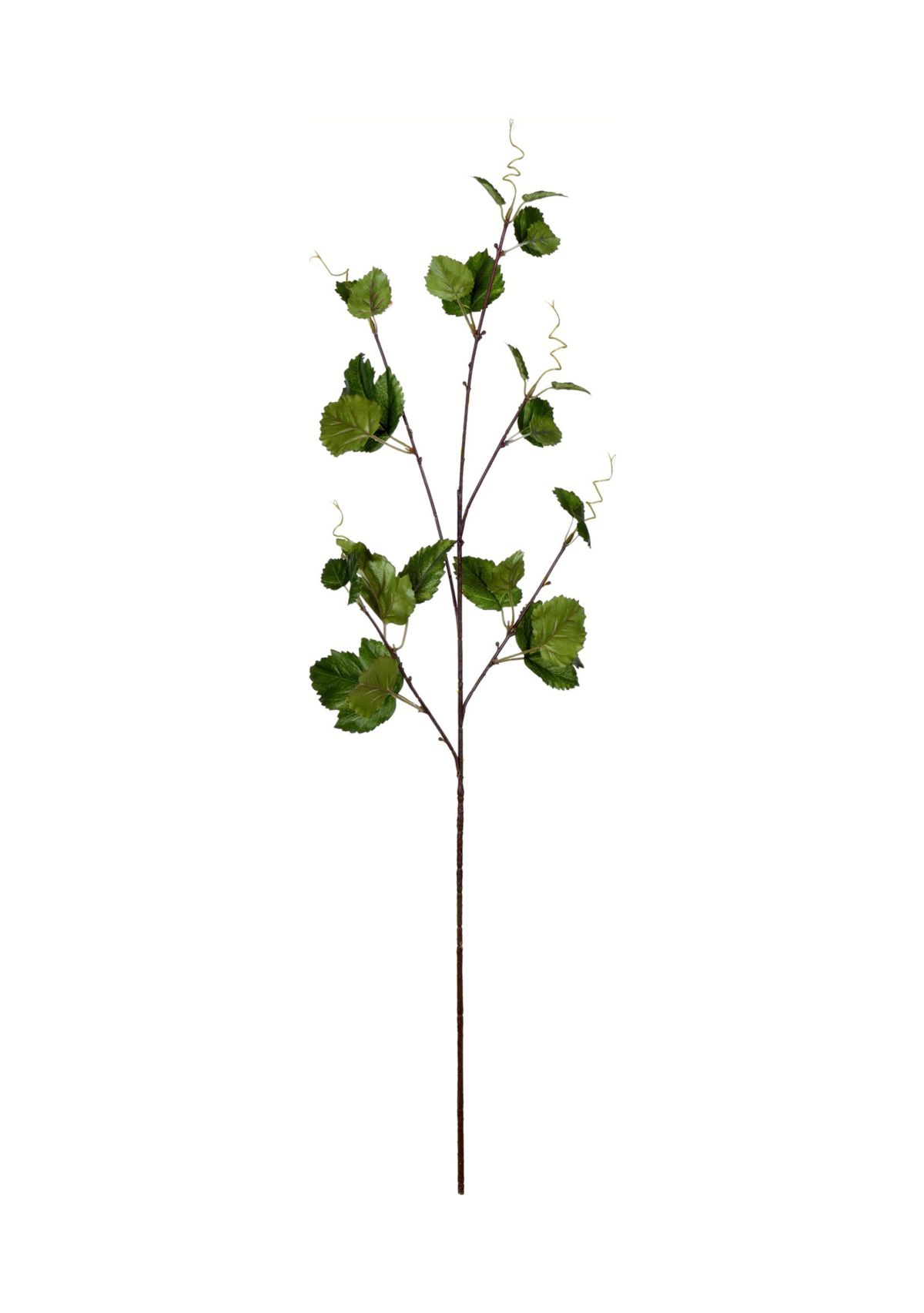 Green Hop Leaf Spray