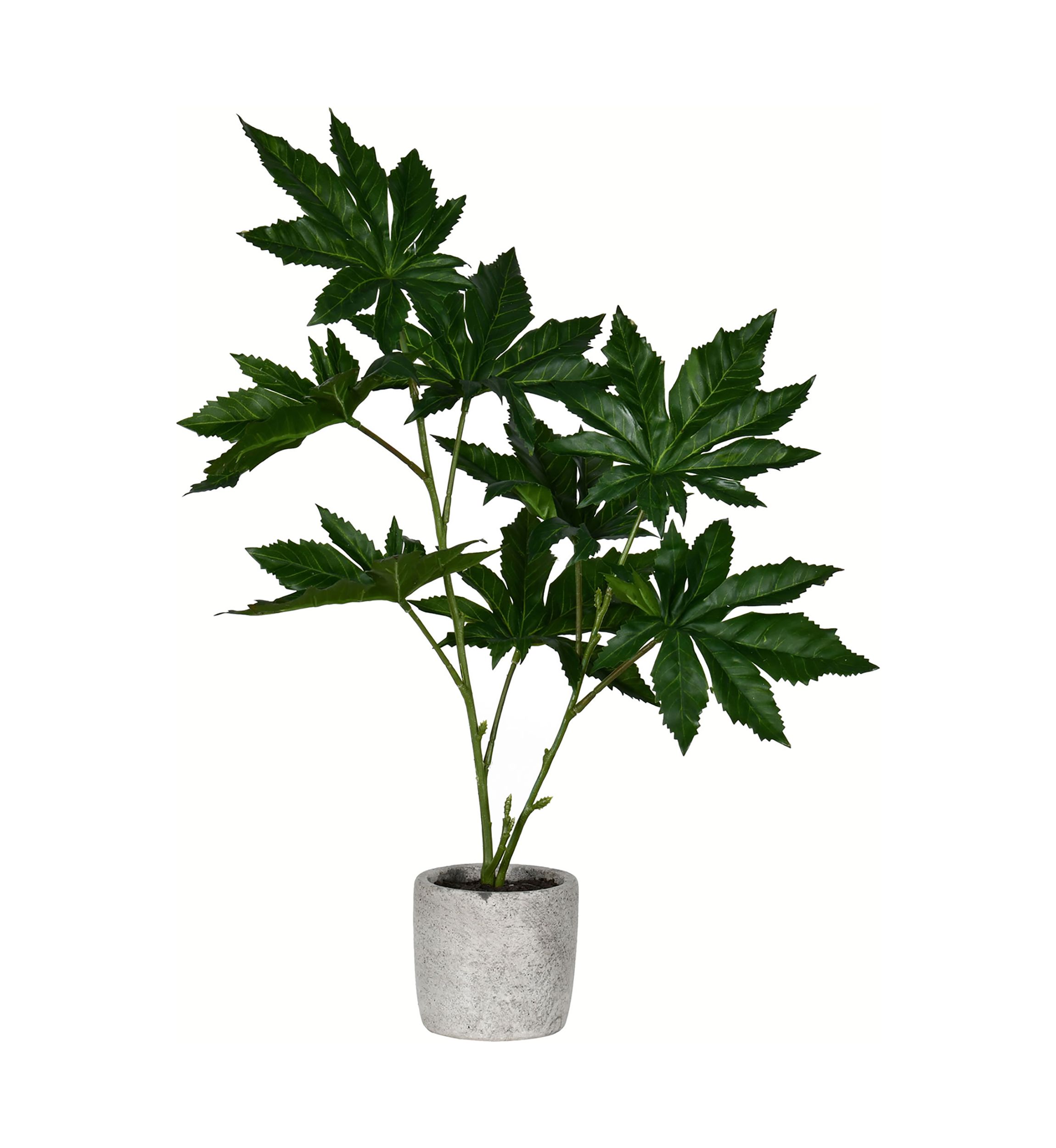 Green Potted Papaya