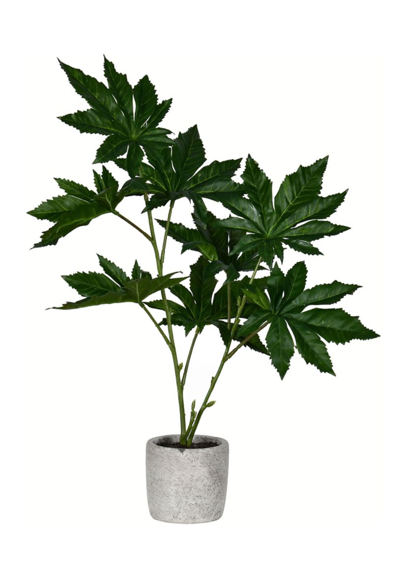 Green Potted Papaya