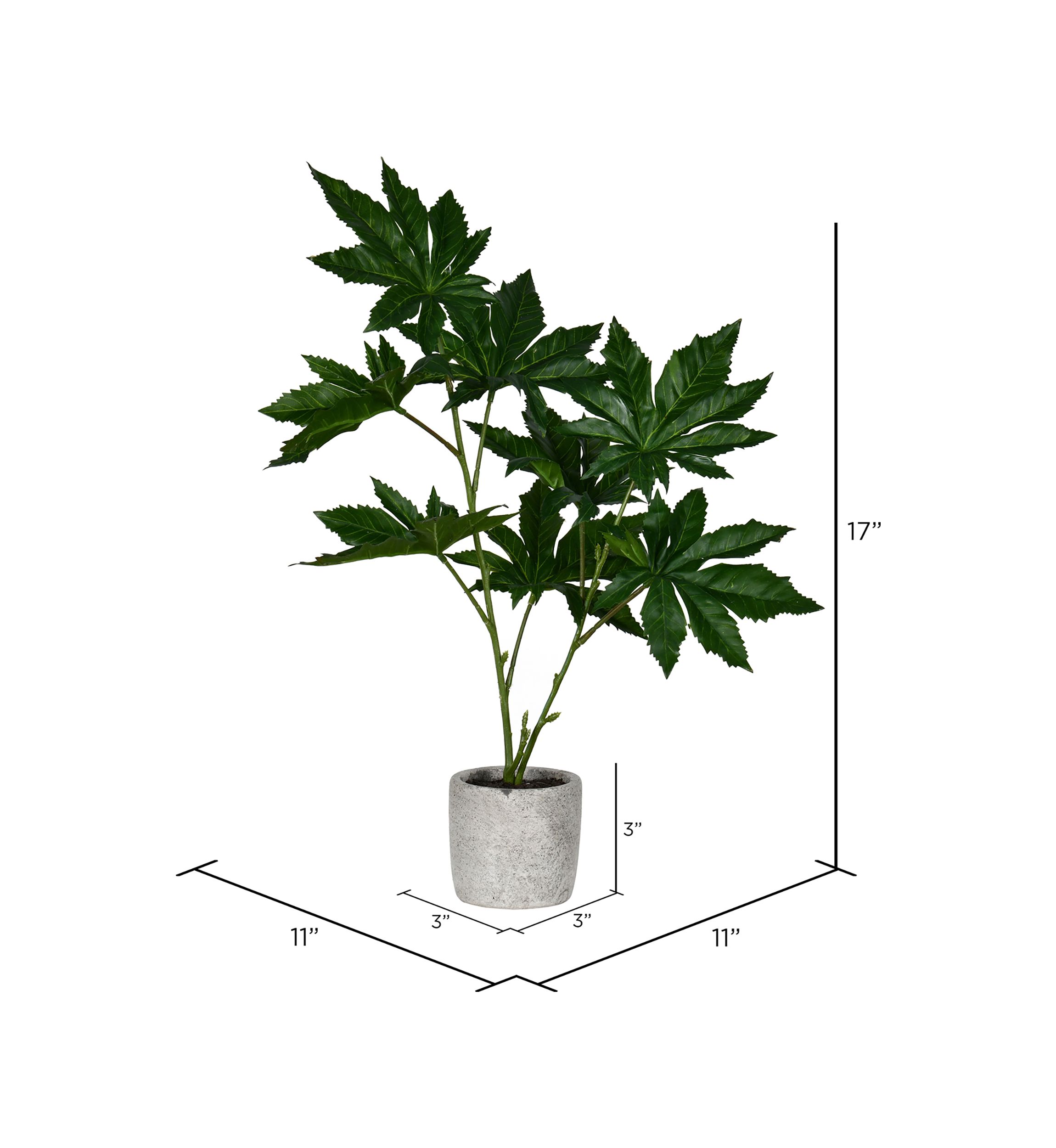Green Potted Papaya