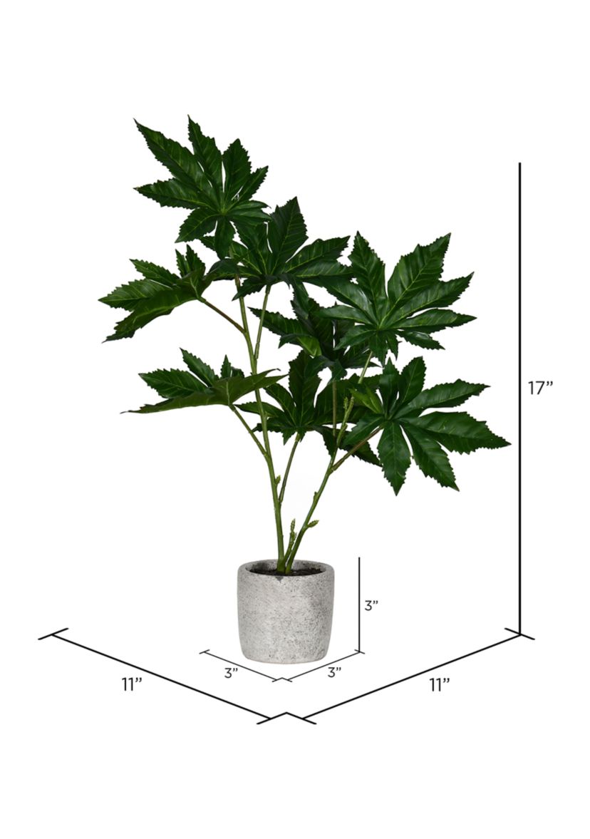 Green Potted Papaya