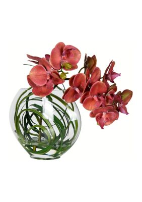 Vickerman Potted Butterfly Orchid