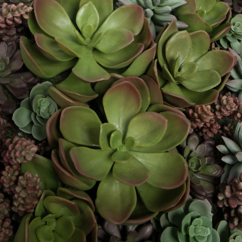 Vickerman 16.5" Artificial Multi-Colored Succulent Wall Arrangement.