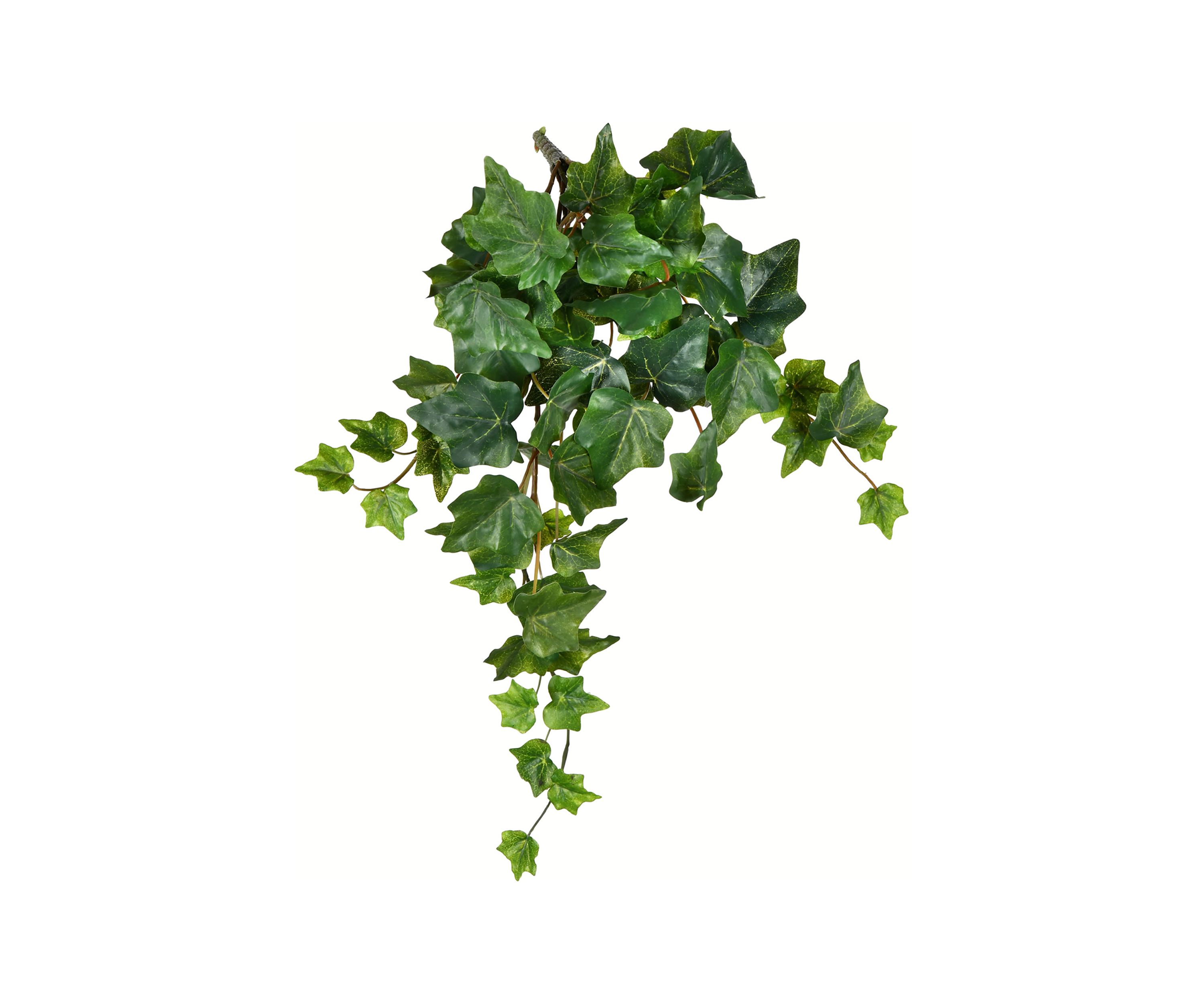 Ivy Hanging Bush