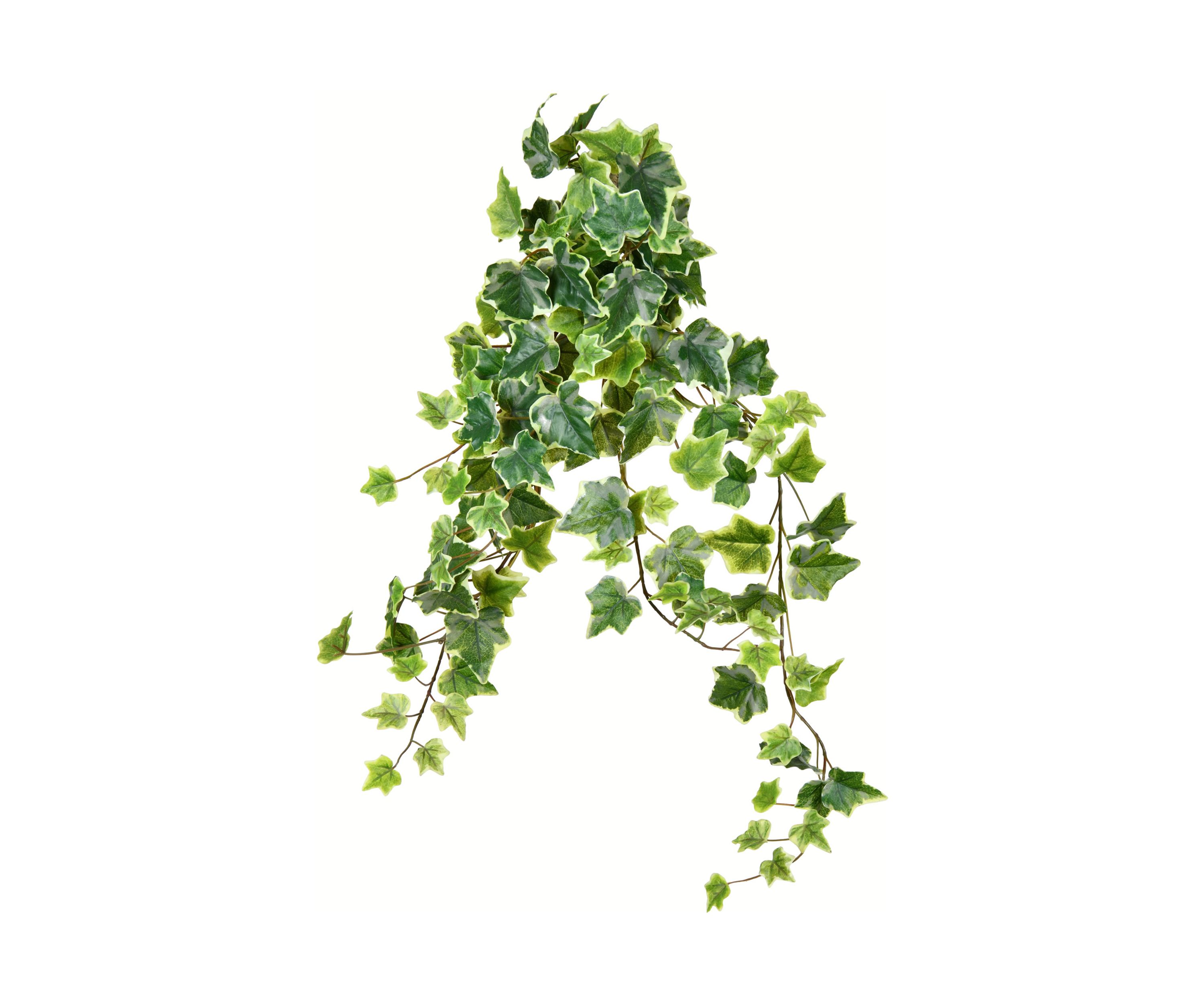 Variegated Ivy Hanging Bush - Set of 2