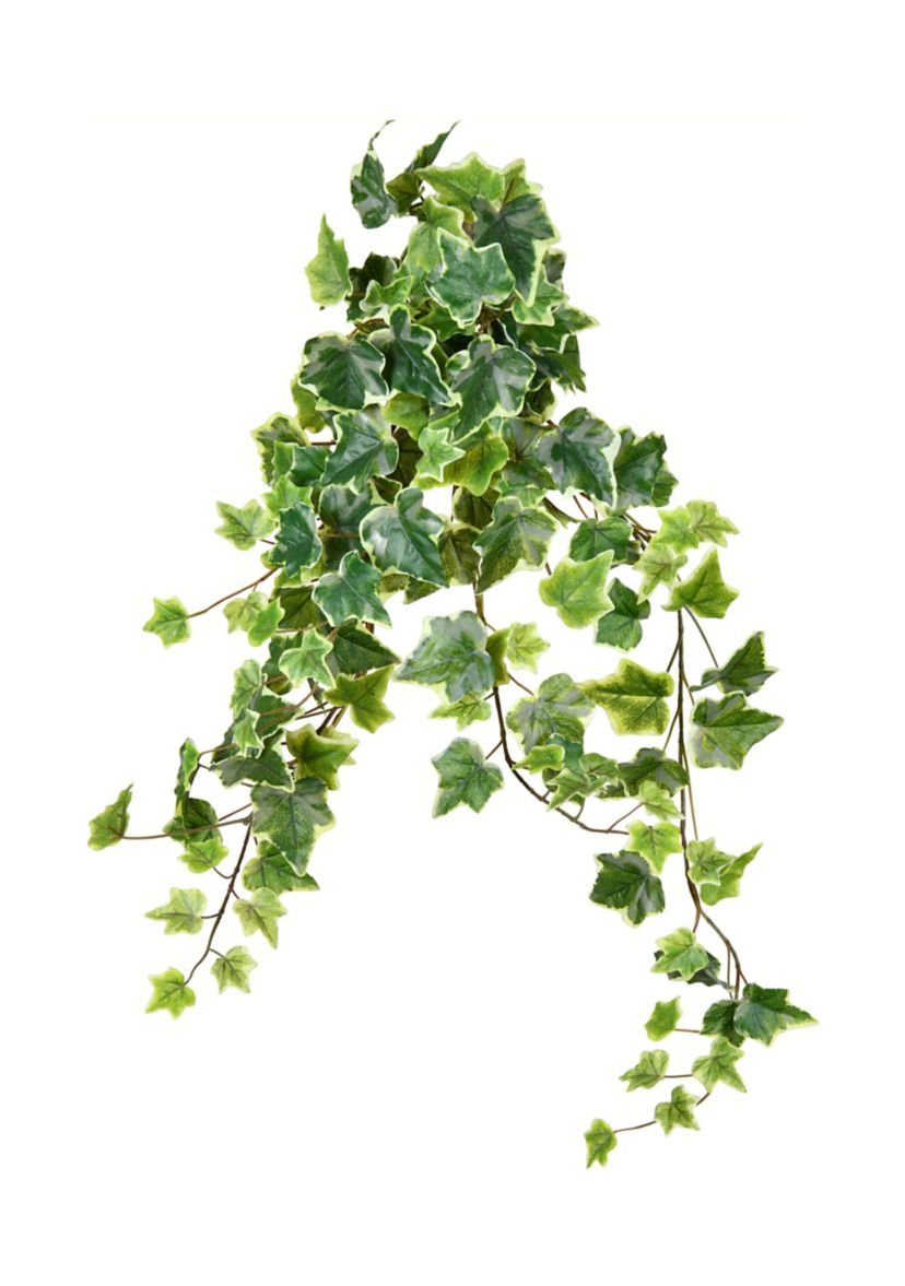 Variegated Ivy Hanging Bush - Set of 2