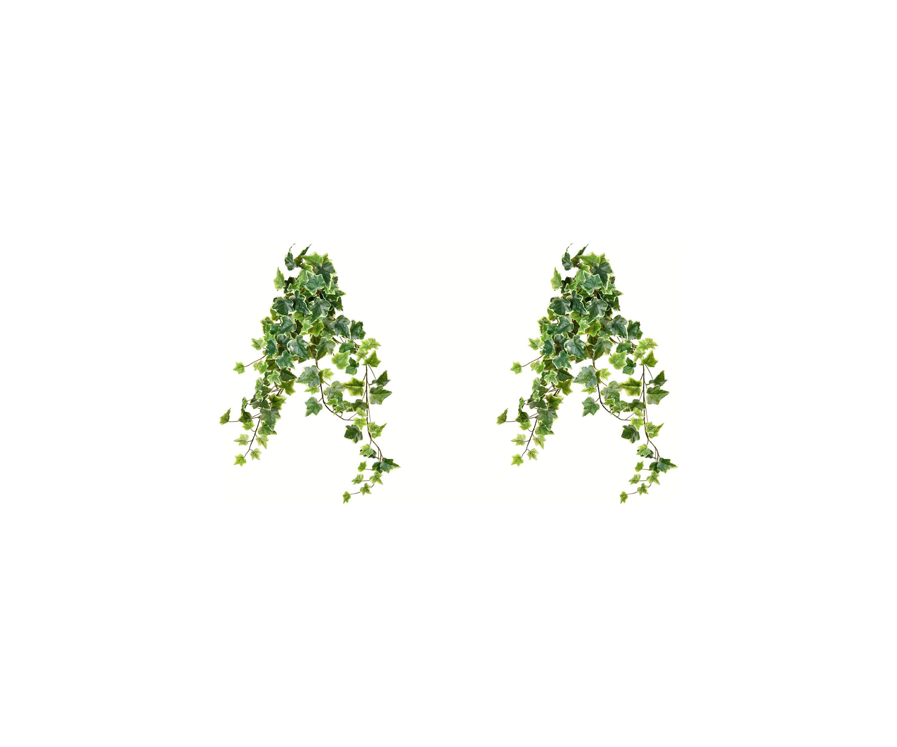 Variegated Ivy Hanging Bush - Set of 2