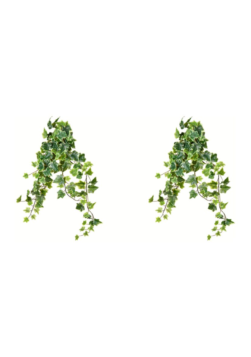 Variegated Ivy Hanging Bush - Set of 2