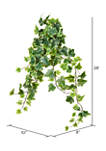 Variegated Ivy Hanging Bush - Set of 2