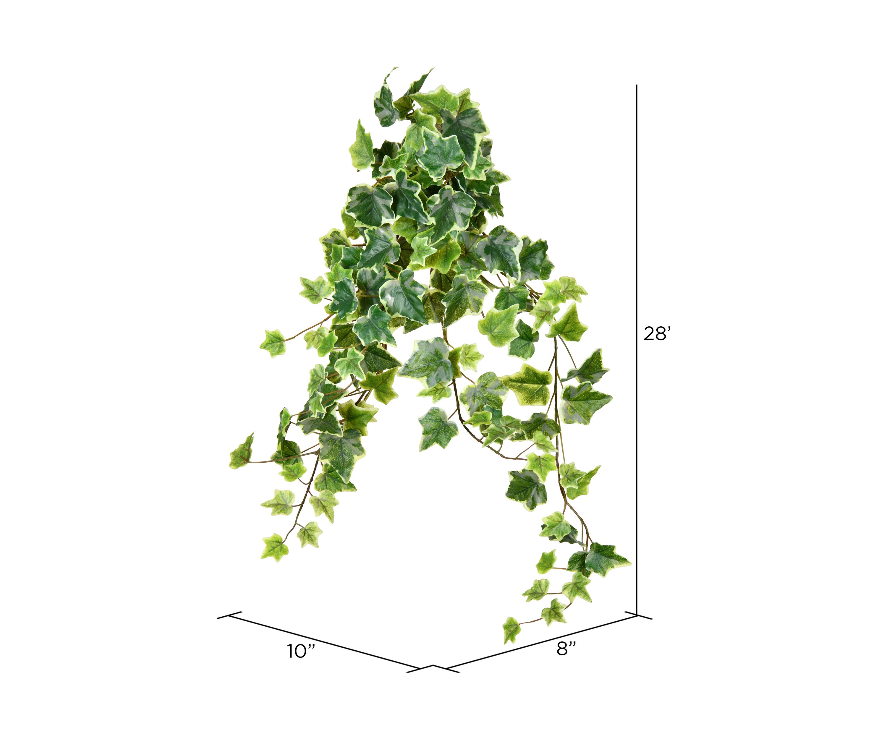 Variegated Ivy Hanging Bush - Set of 2