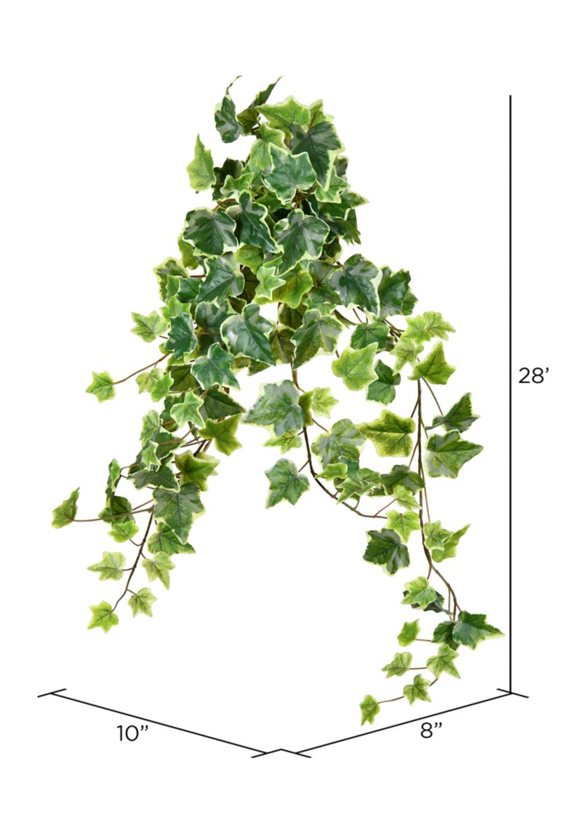 Variegated Ivy Hanging Bush - Set of 2
