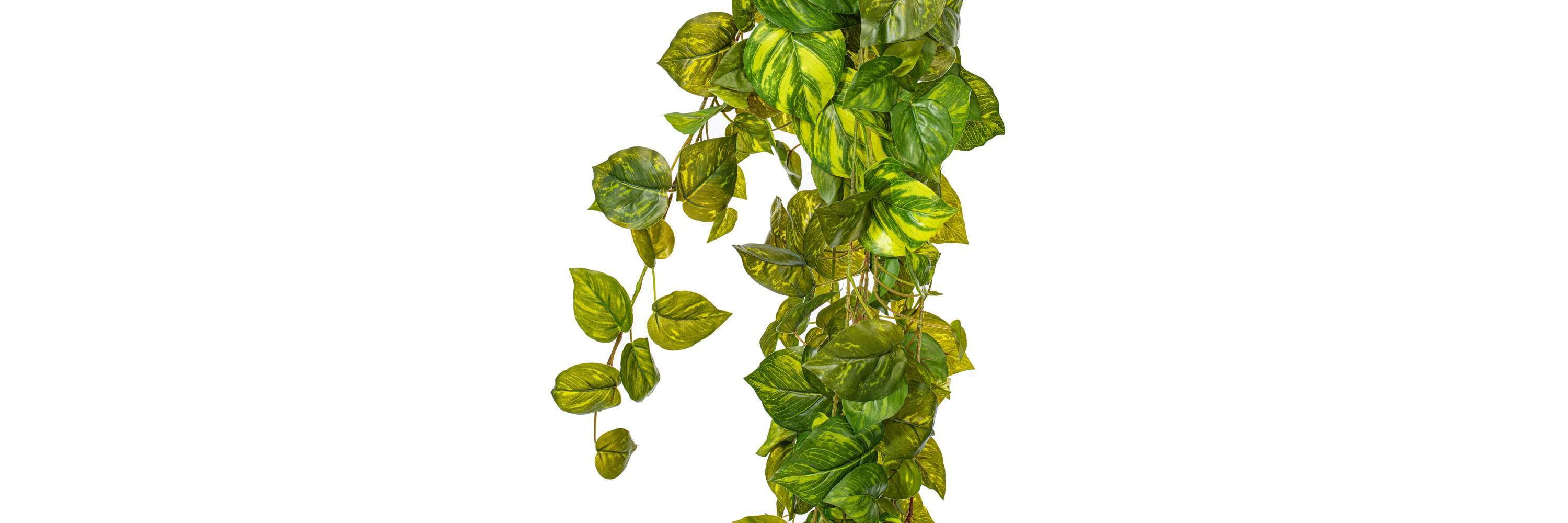 Vickerman 6 Artificial Pothos Hanging Bush.
