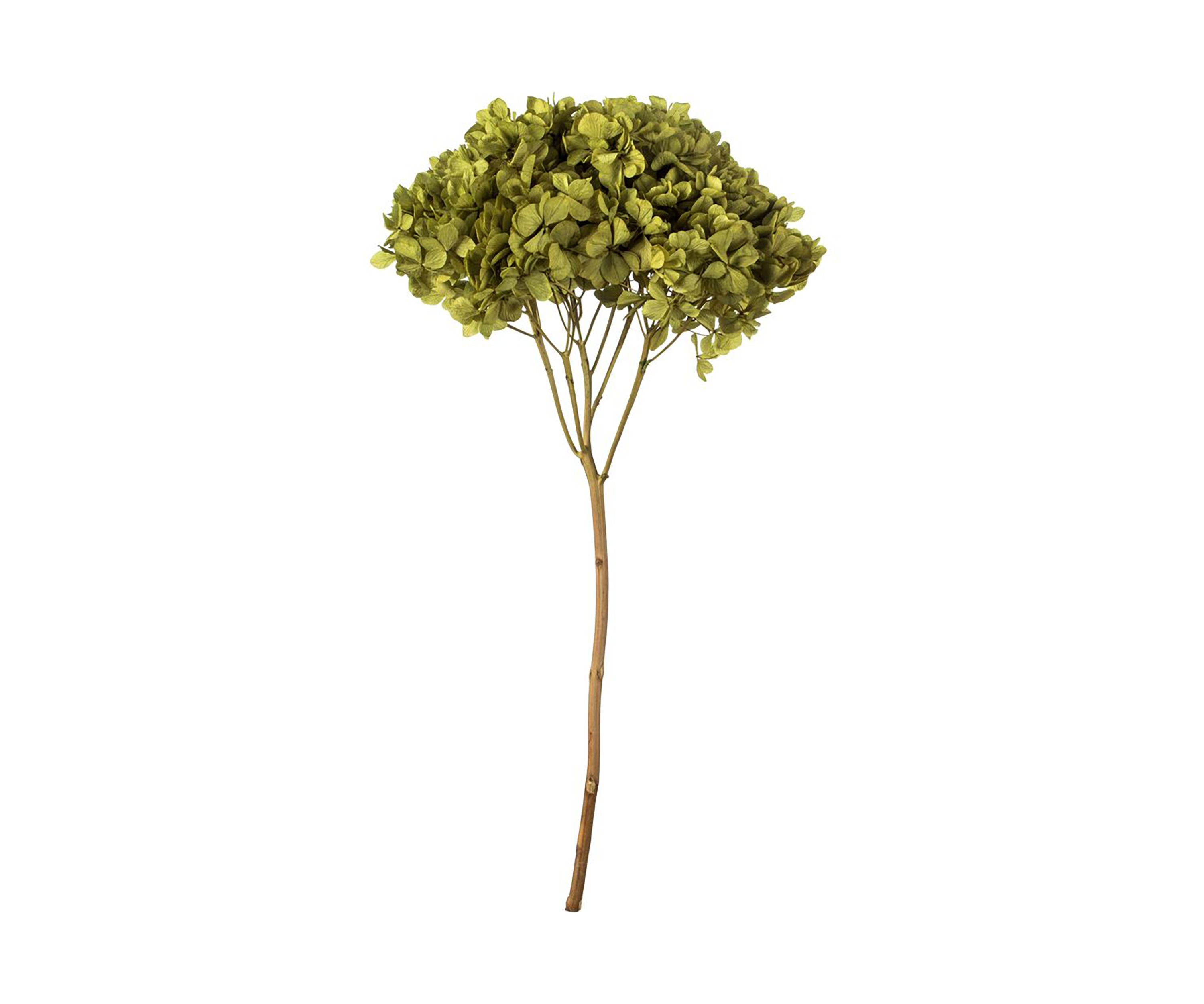 Hydrangea with Multiple Branch Segments. Preserved