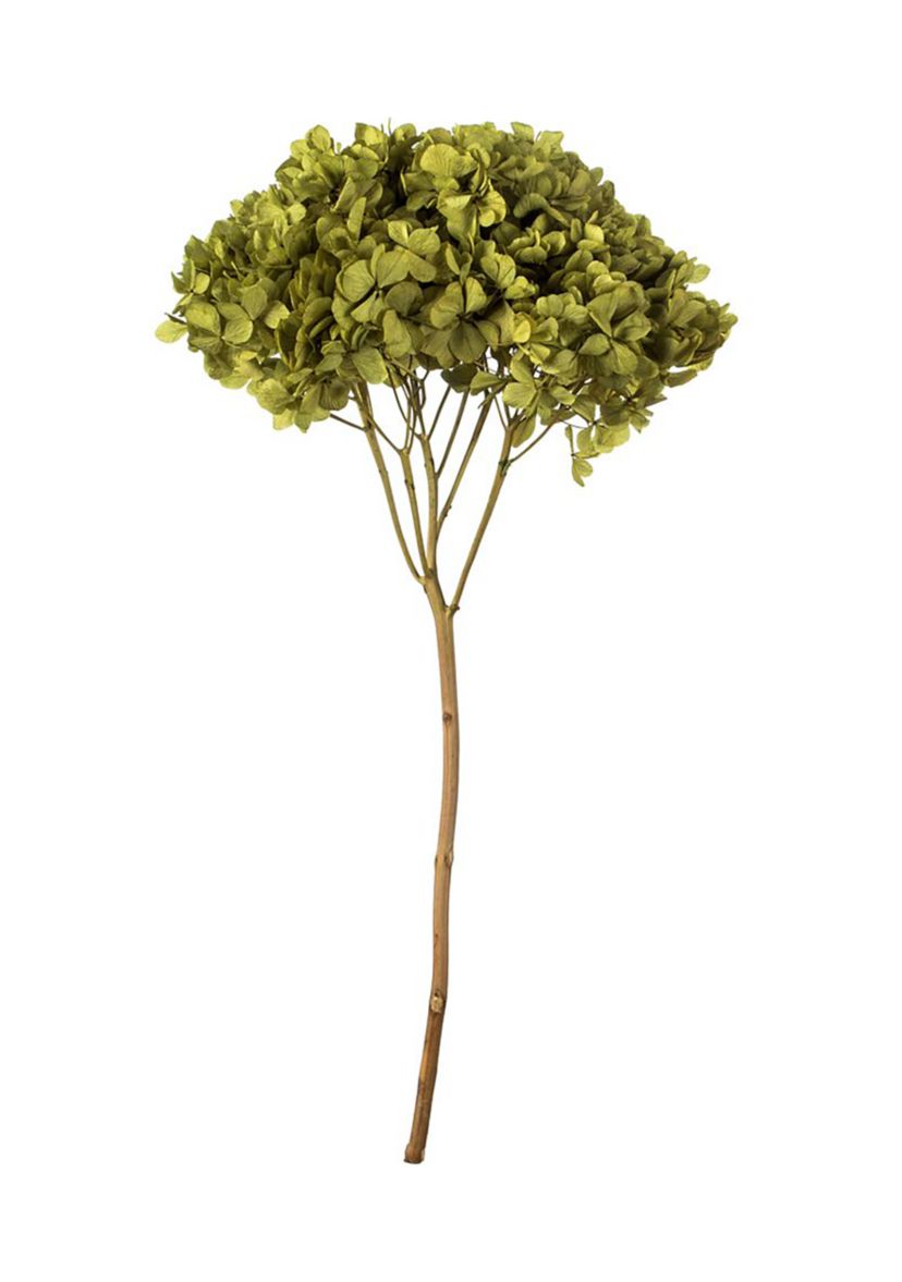 Hydrangea with Multiple Branch Segments. Preserved