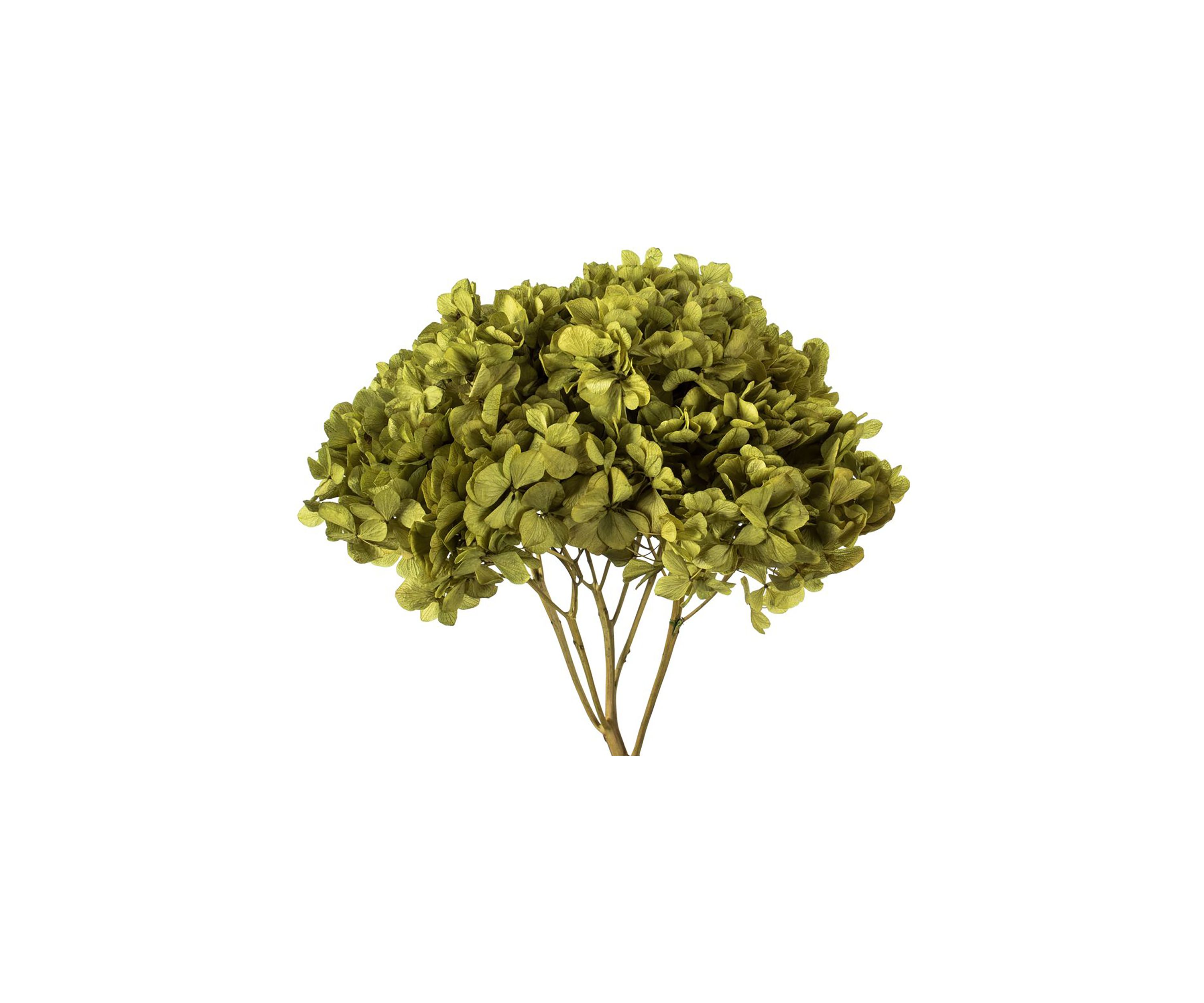 Hydrangea with Multiple Branch Segments. Preserved