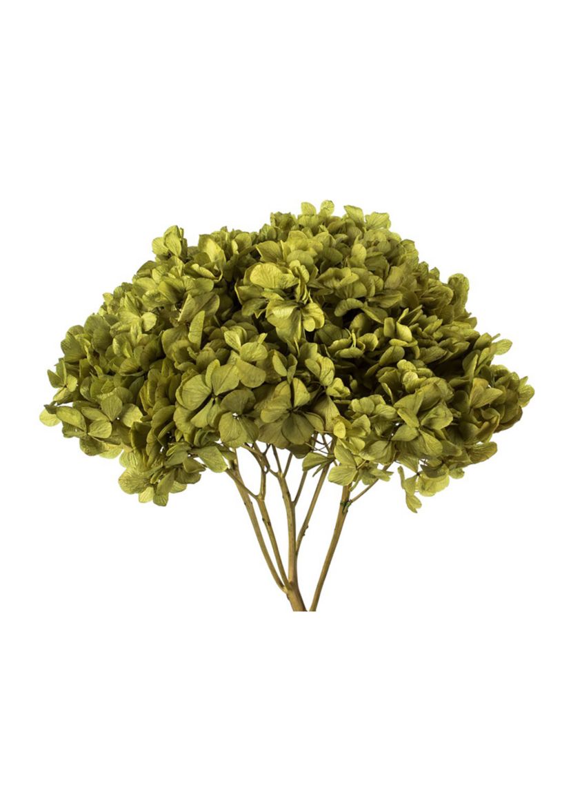Hydrangea with Multiple Branch Segments. Preserved