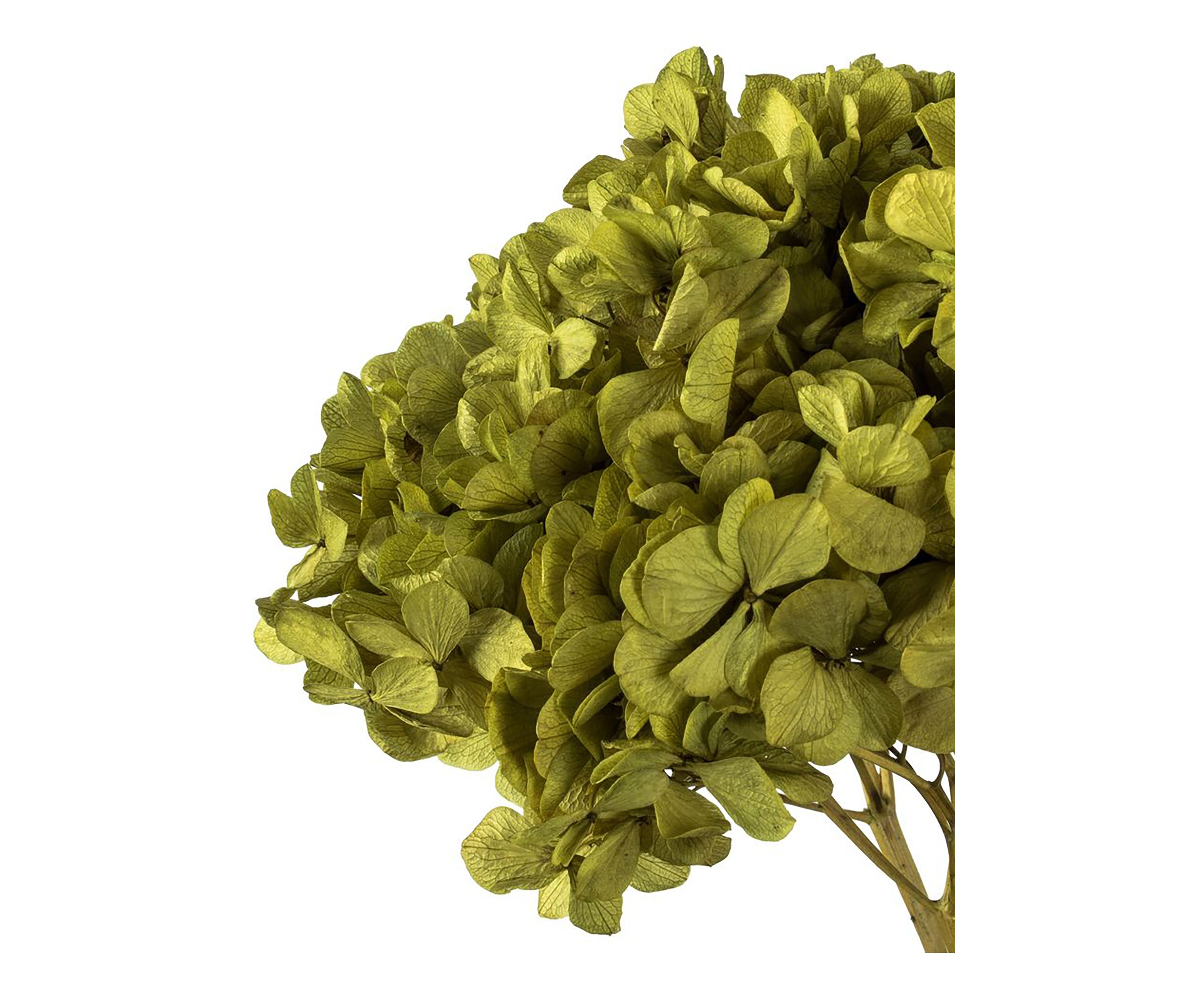 Hydrangea with Multiple Branch Segments. Preserved