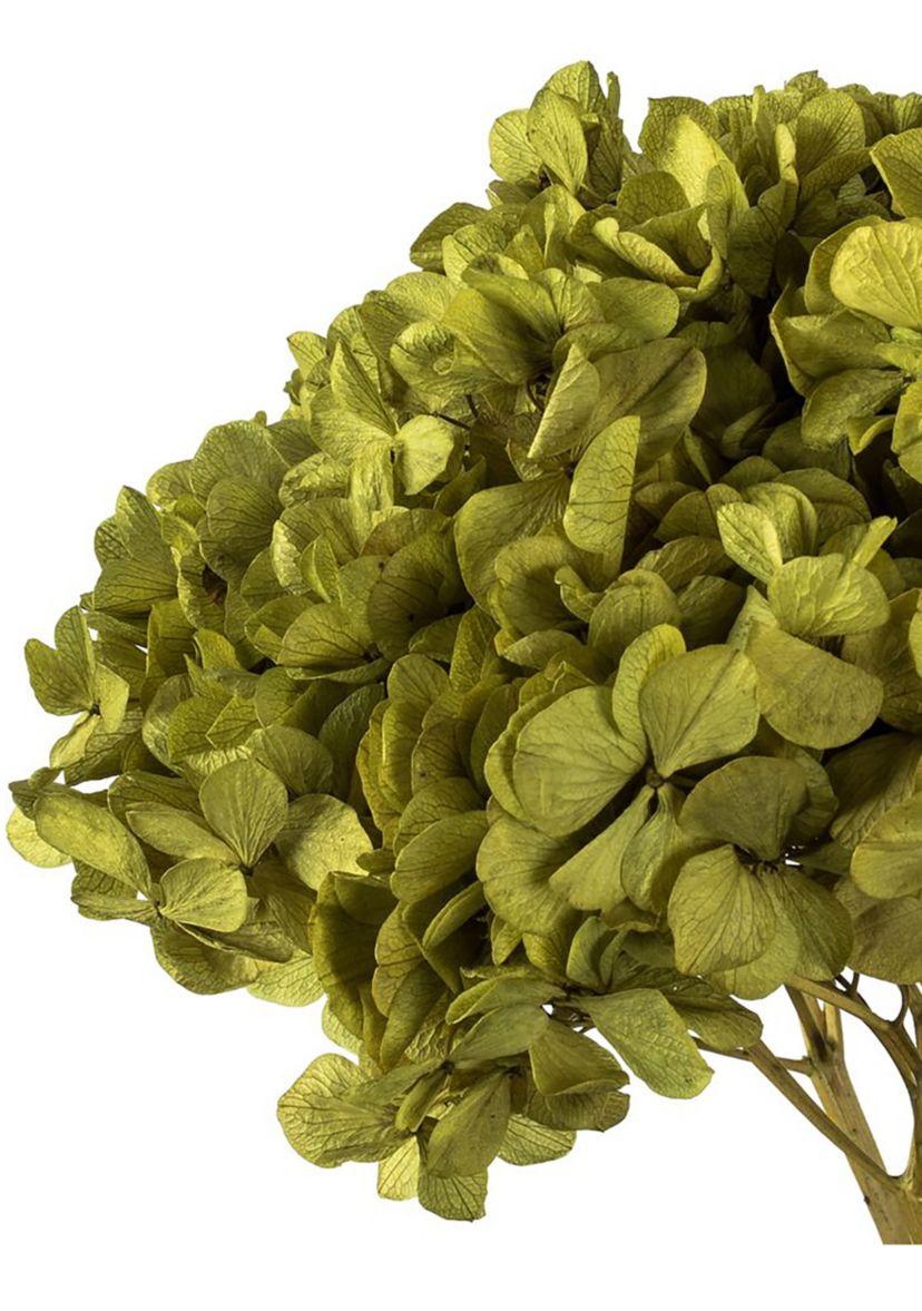 Hydrangea with Multiple Branch Segments. Preserved