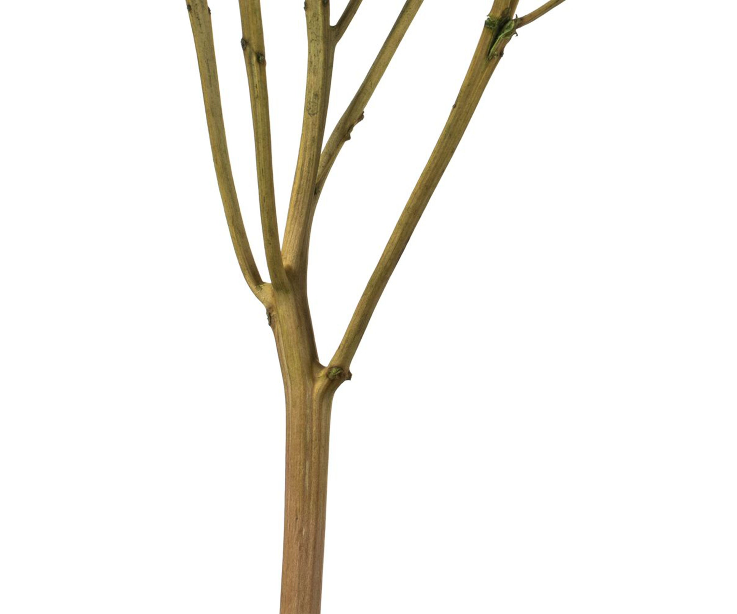 Hydrangea with Multiple Branch Segments. Preserved