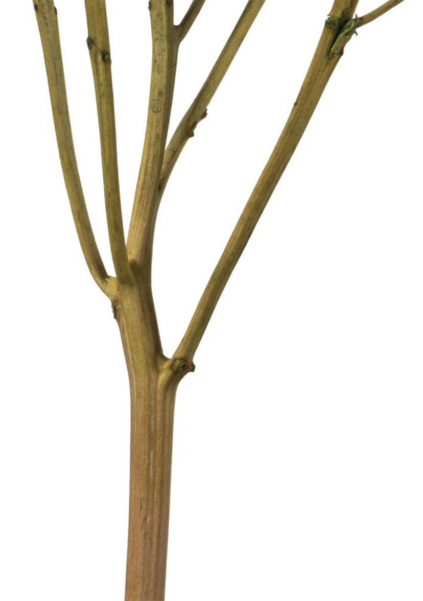 Hydrangea with Multiple Branch Segments. Preserved