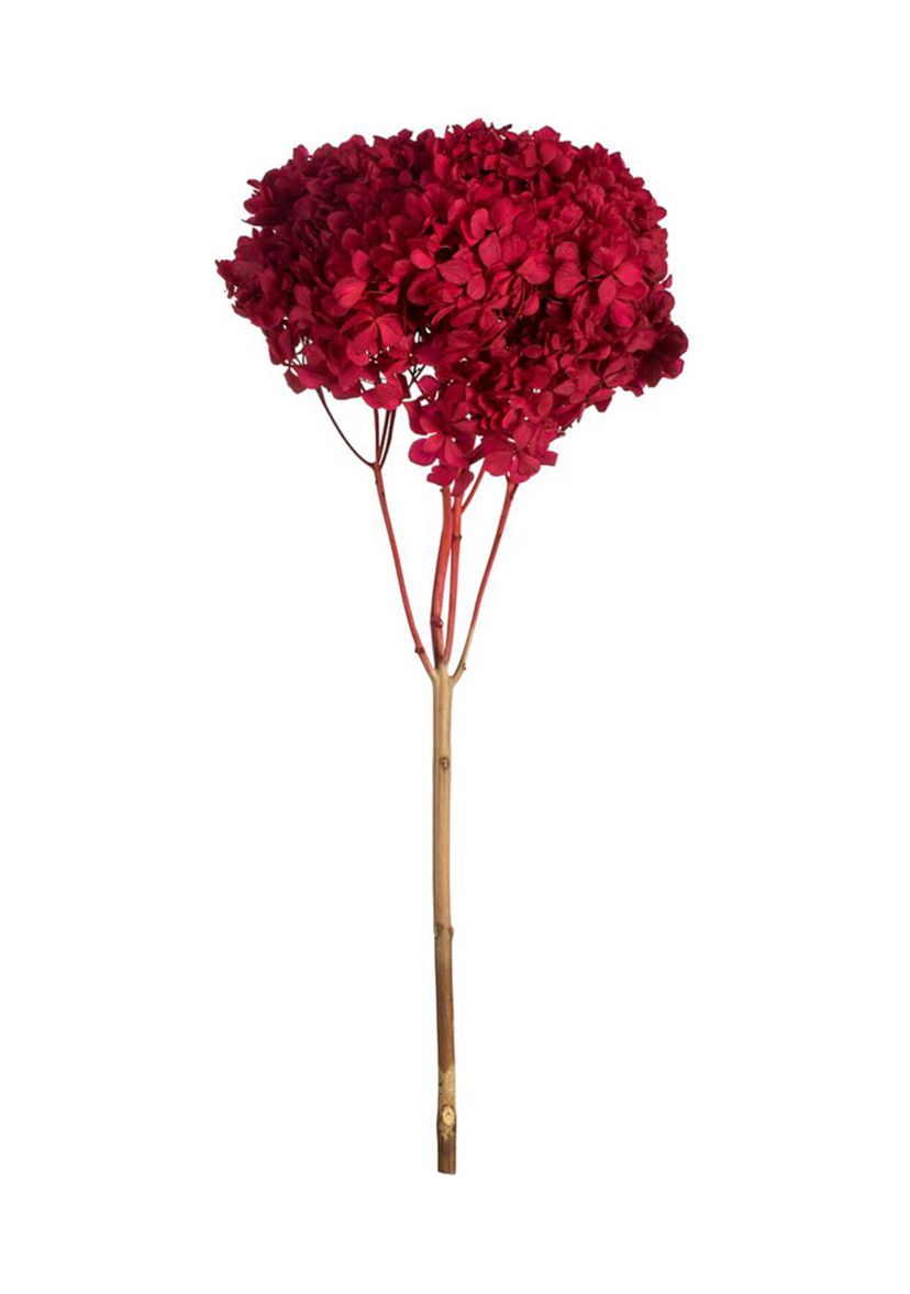 Hydrangea with Multiple Branch Segments. Preserved
