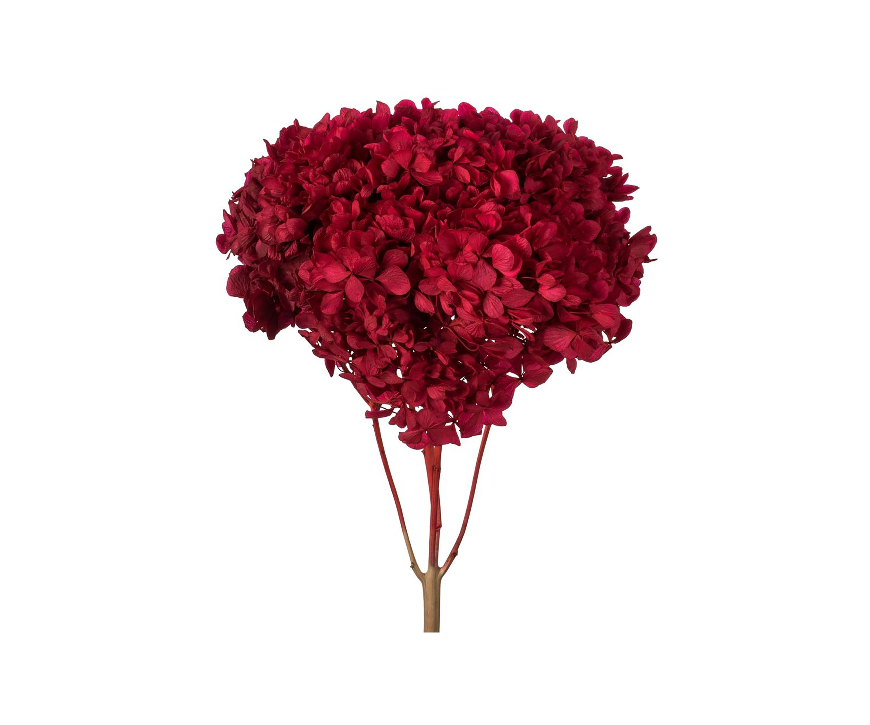 Hydrangea with Multiple Branch Segments. Preserved