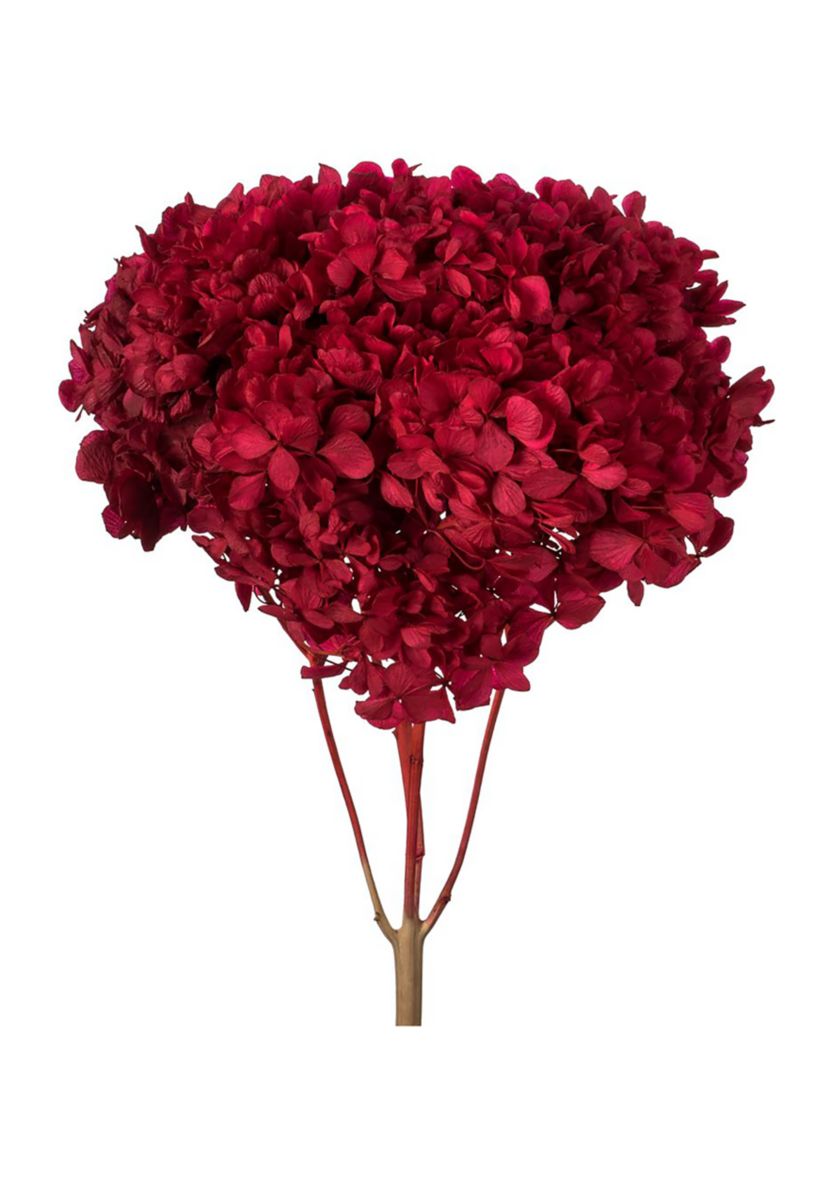 Hydrangea with Multiple Branch Segments. Preserved